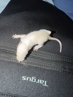 dumbo eared young rats image 4