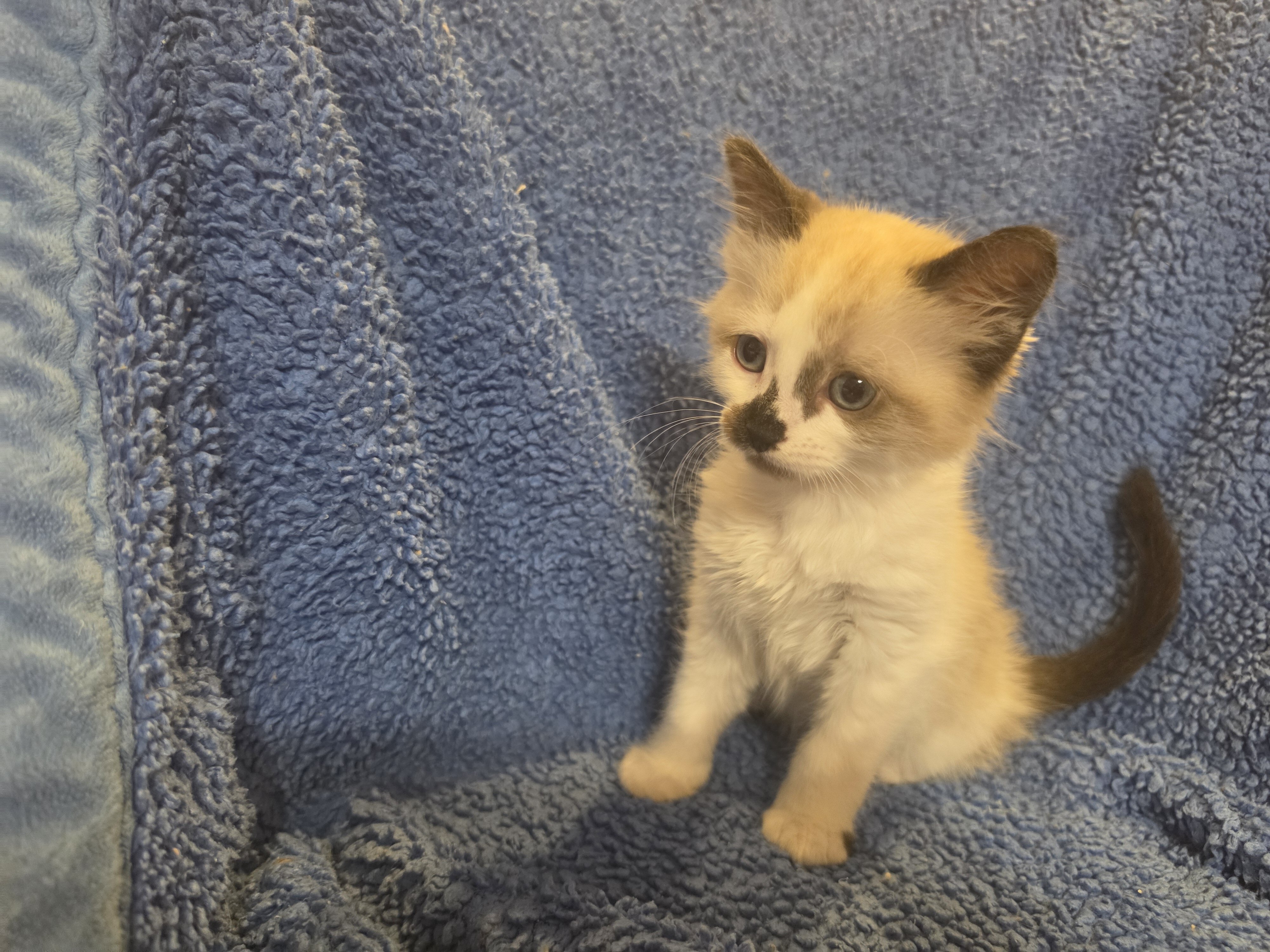 Ragdoll kittens image 1