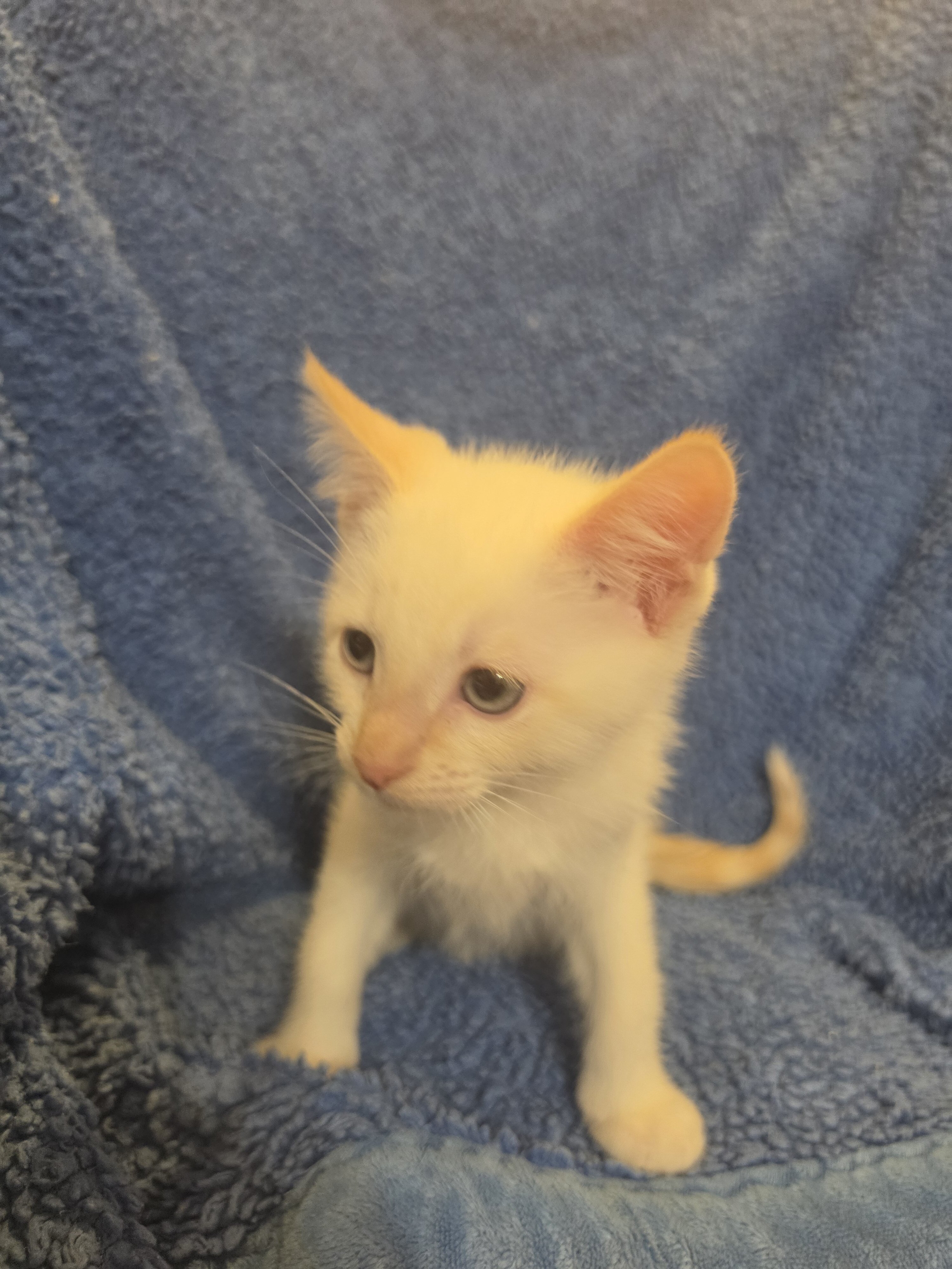 Ragdoll kitten image 2