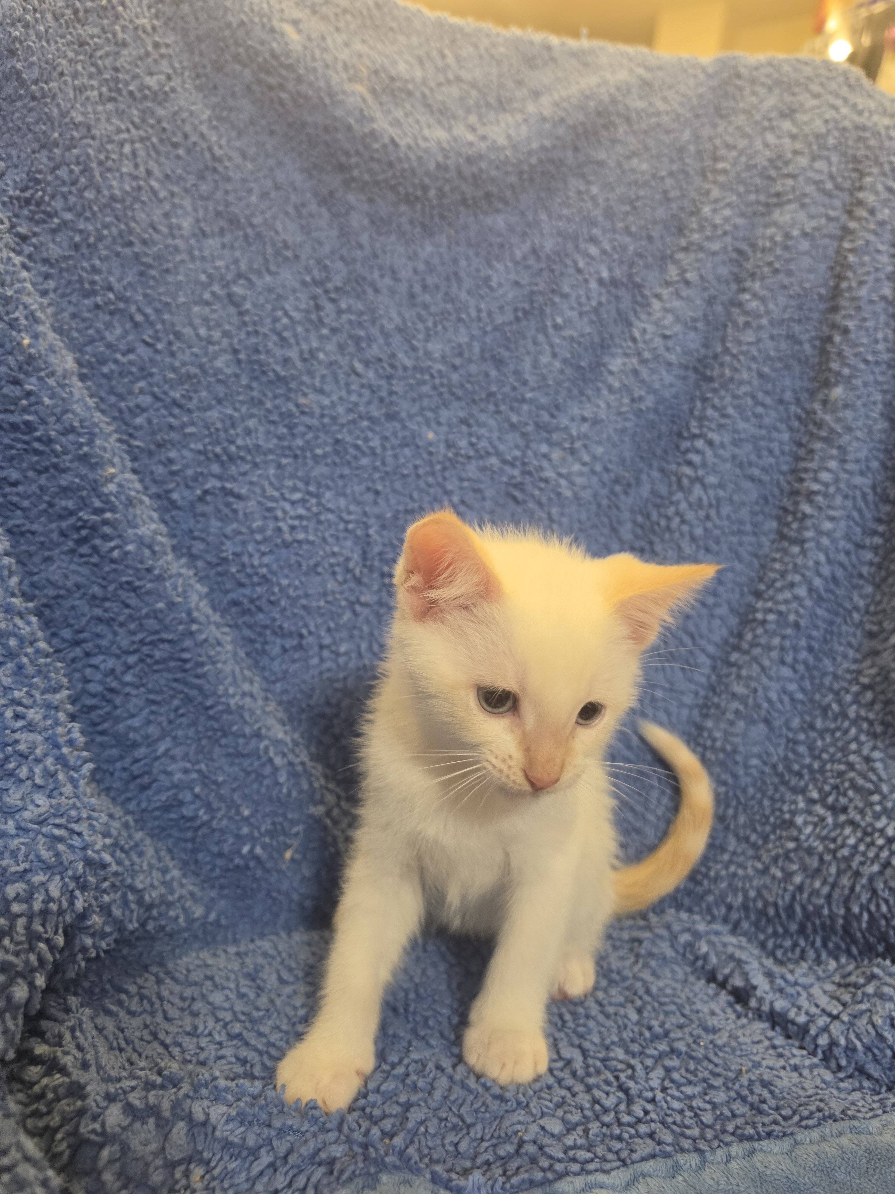 Ragdoll kitten image 3