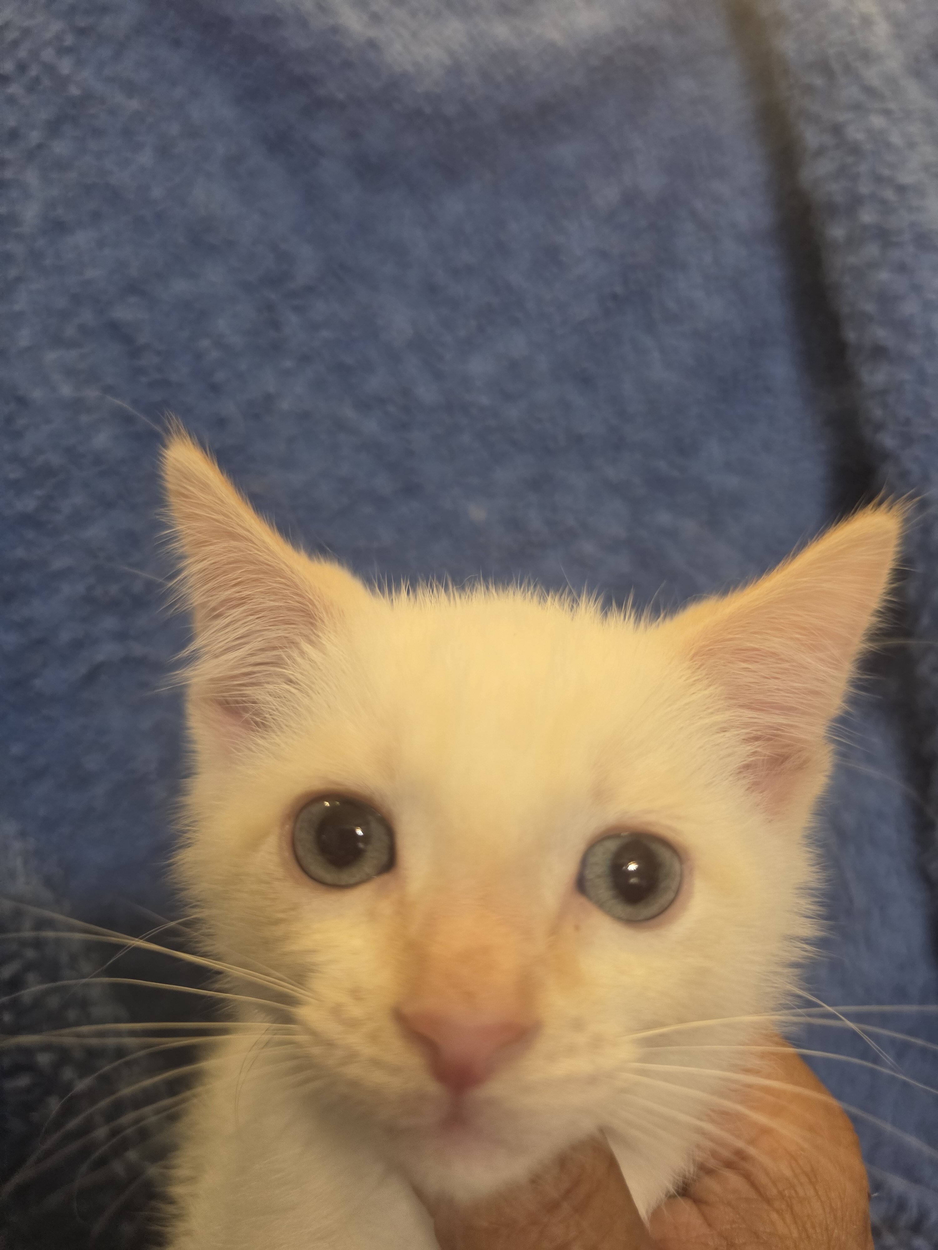 Ragdoll kitten image 1