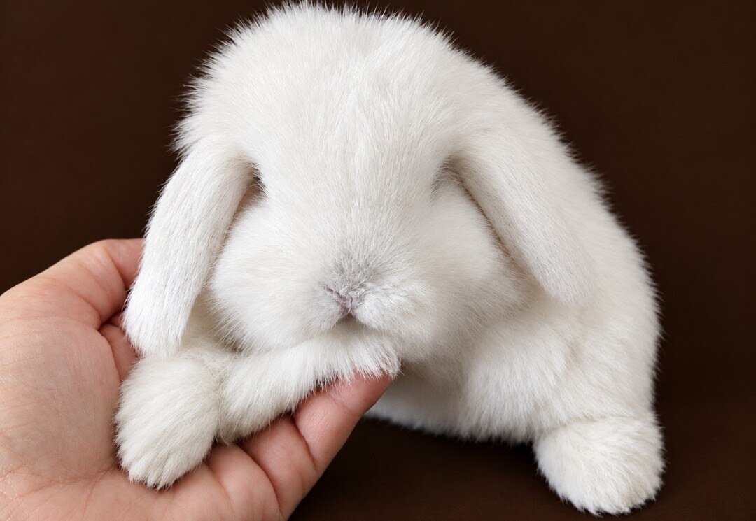 DWARF HOLLAND LOP BUNNIES image 2
