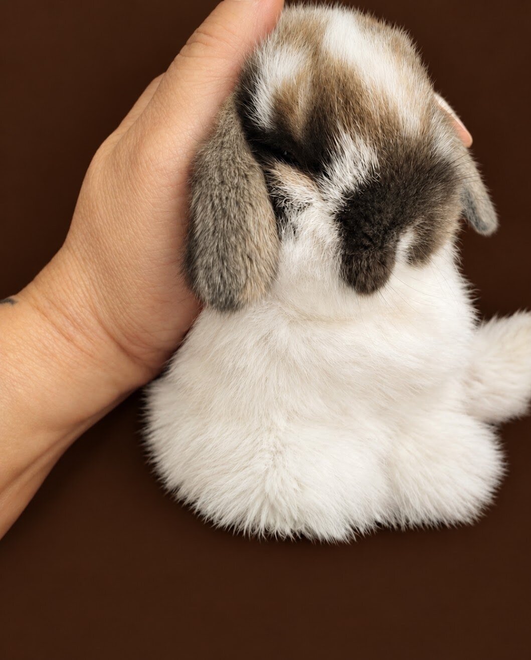 DWARF HOLLAND LOP BUNNIES image 3