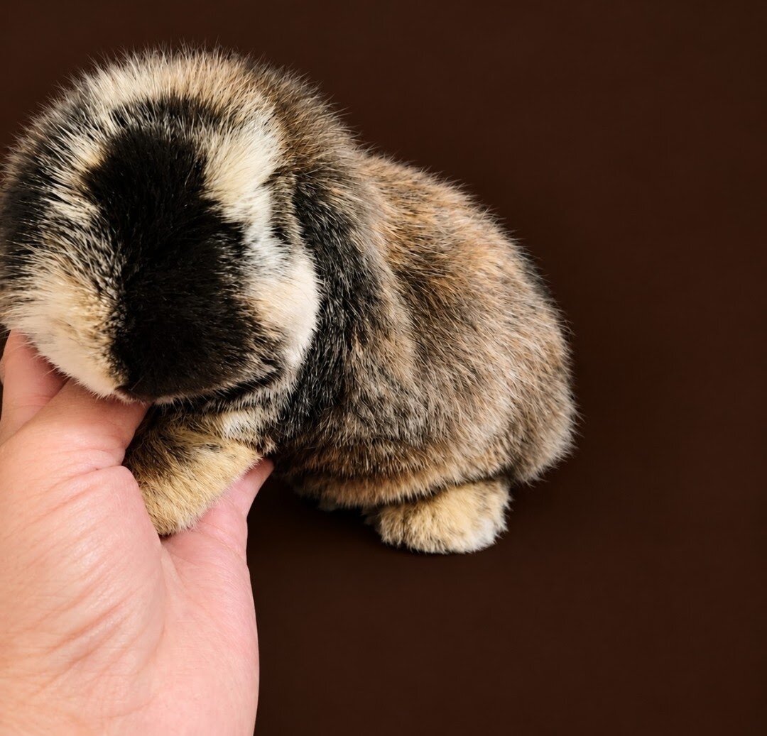 DWARF HOLLAND LOP BUNNIES image 6