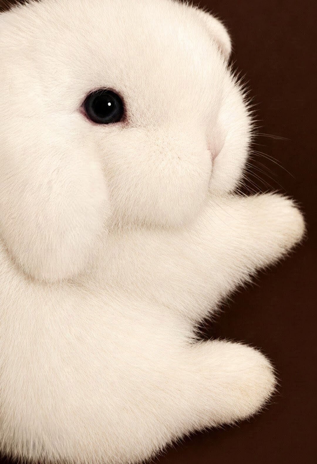 DWARF HOLLAND LOP BUNNIES image 5