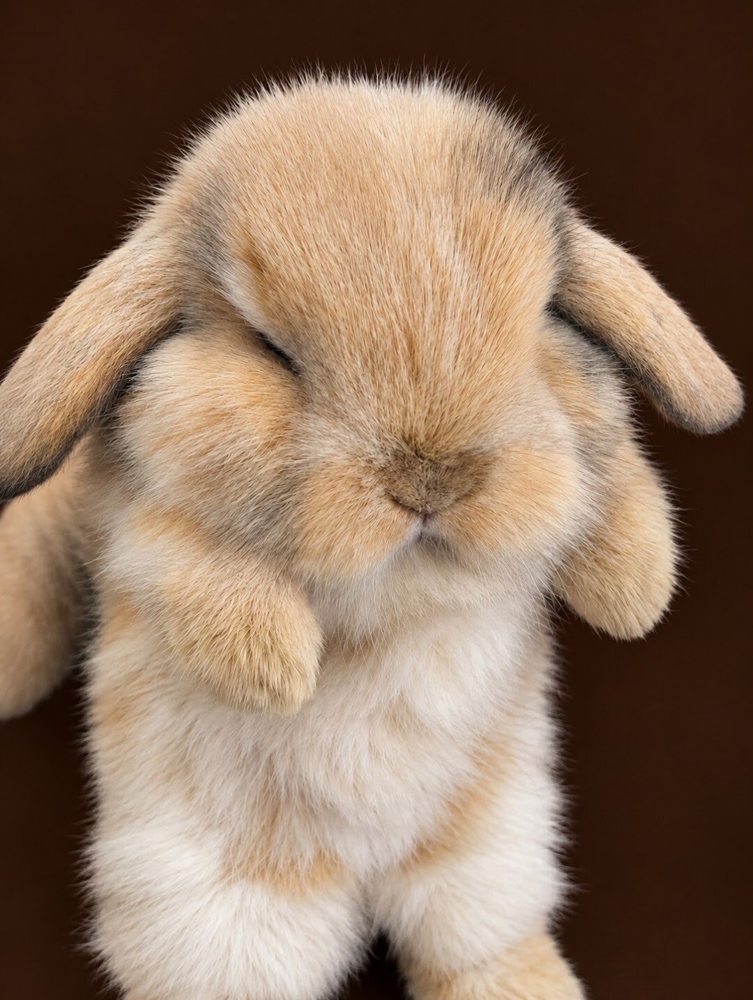 DWARF HOLLAND LOP BUNNIES image 4