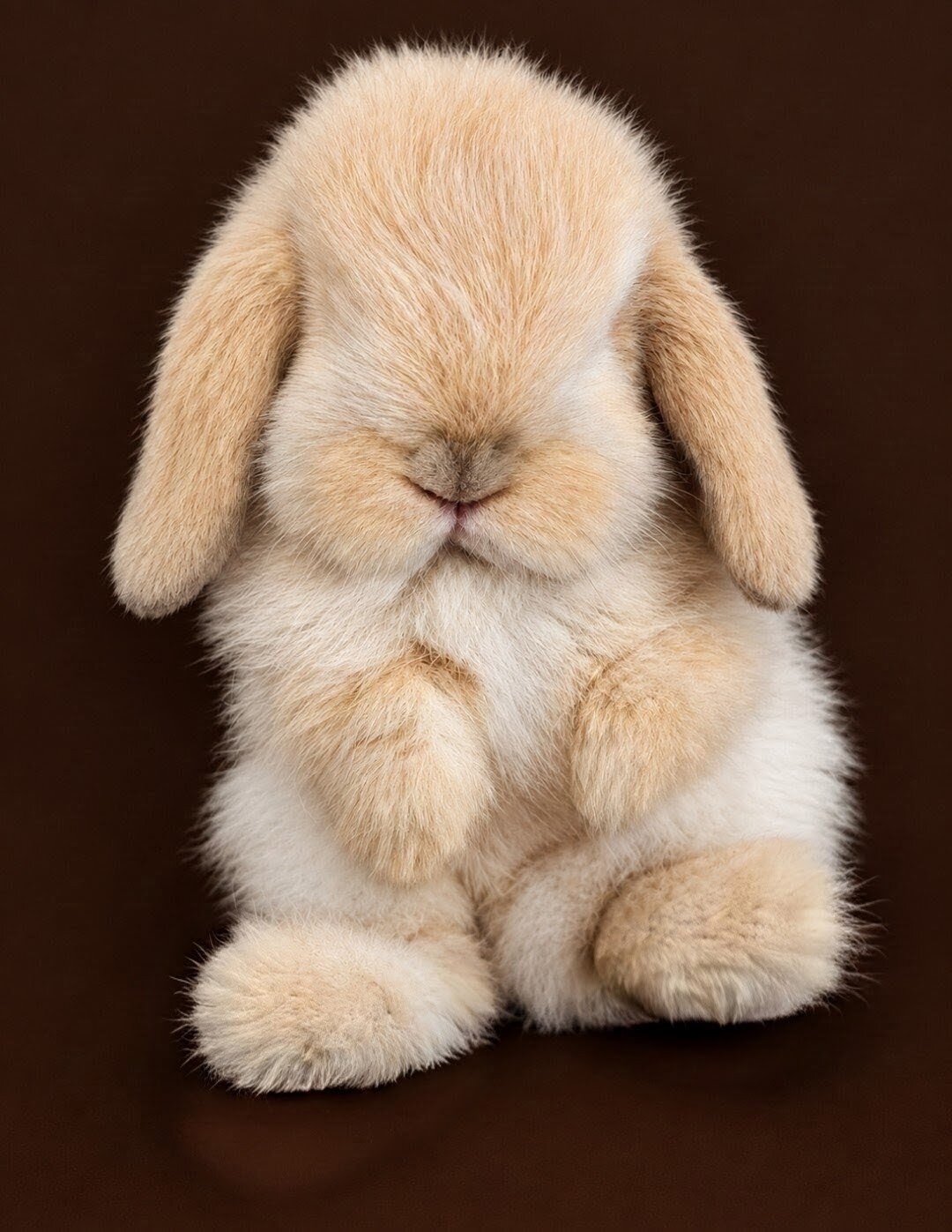 DWARF HOLLAND LOP BUNNIES image 1