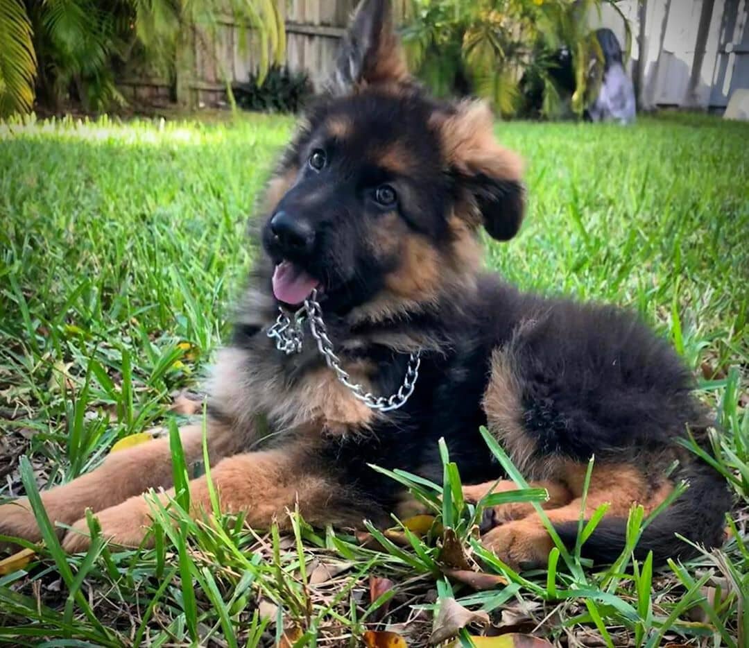 Beautiful Long-Haired German Shepherd Puppy image 1