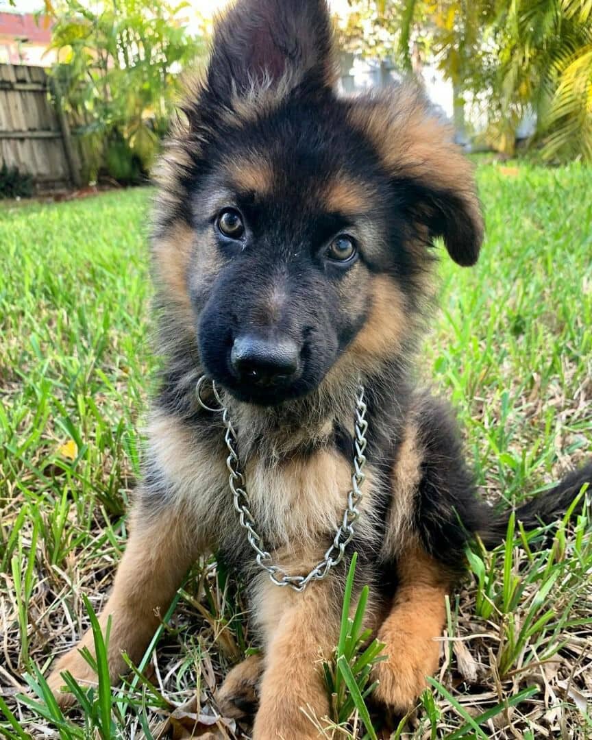 Beautiful Long-Haired German Shepherd Puppy image 2