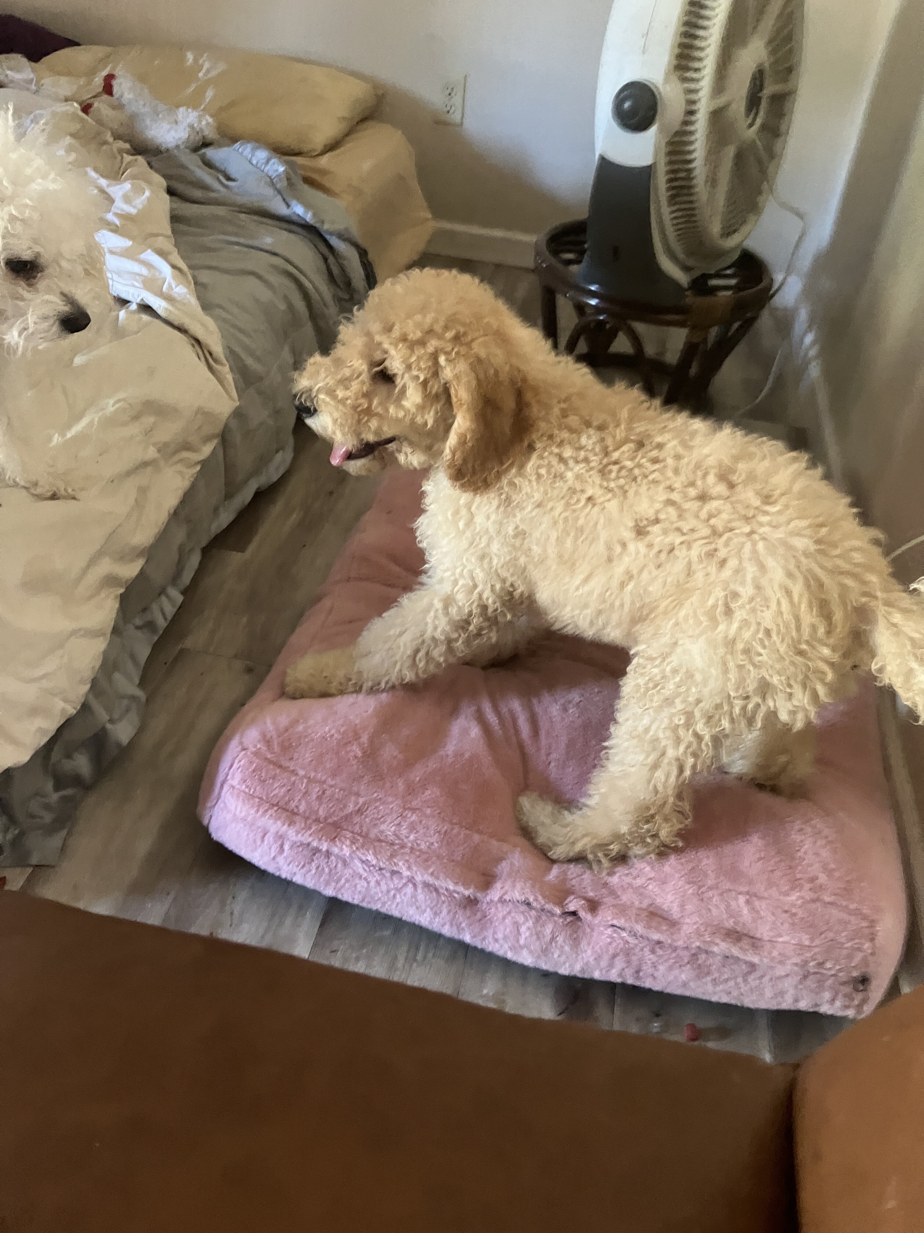 goldendoodle airdale moyen poodle mix image 7