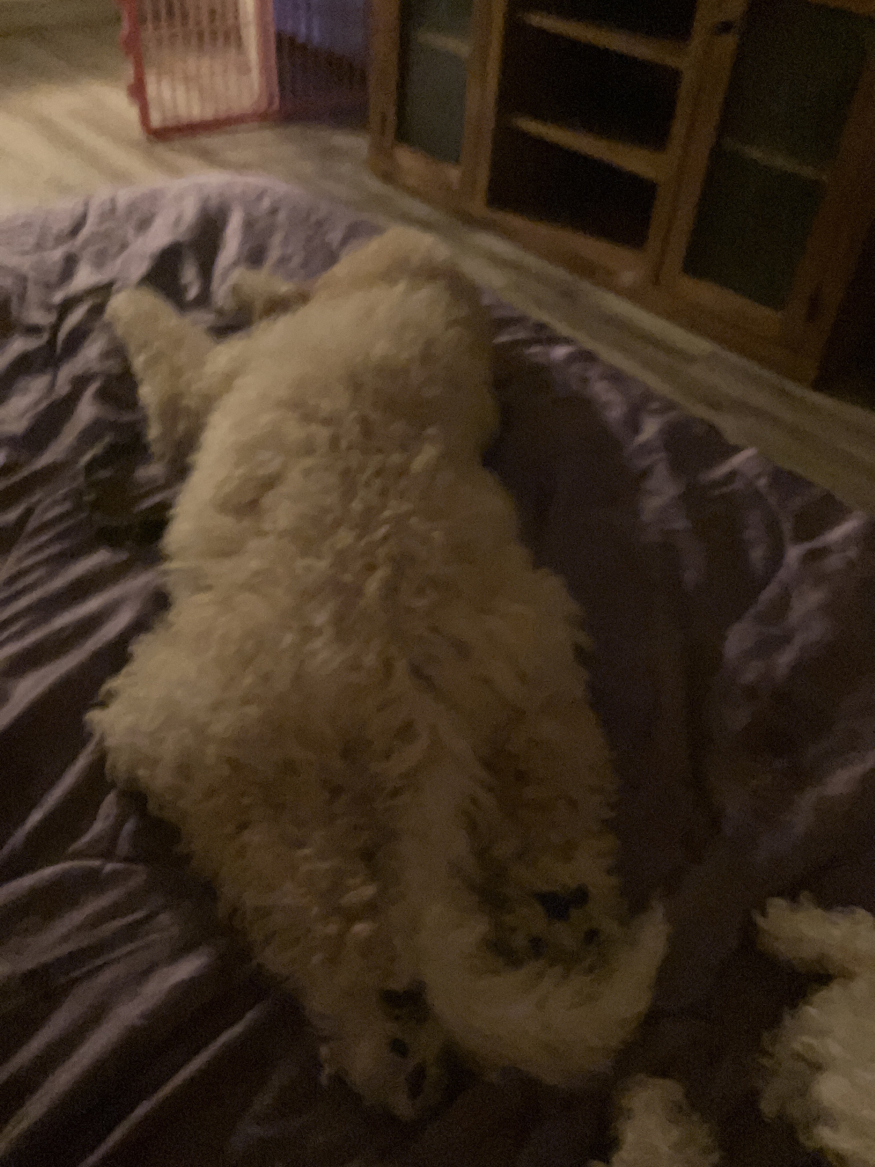 goldendoodle airdale moyen poodle mix image 3