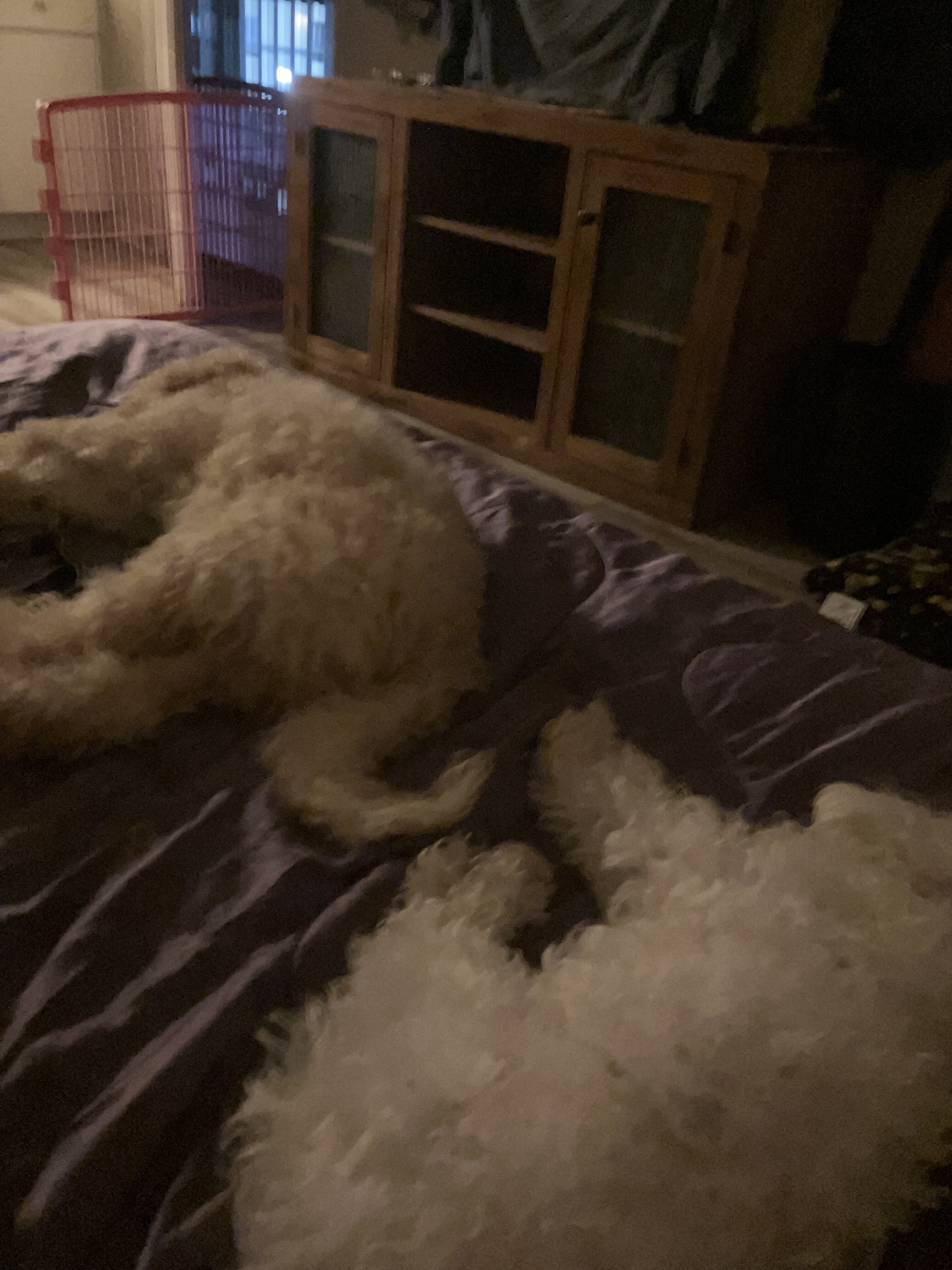 goldendoodle airdale moyen poodle mix image 2