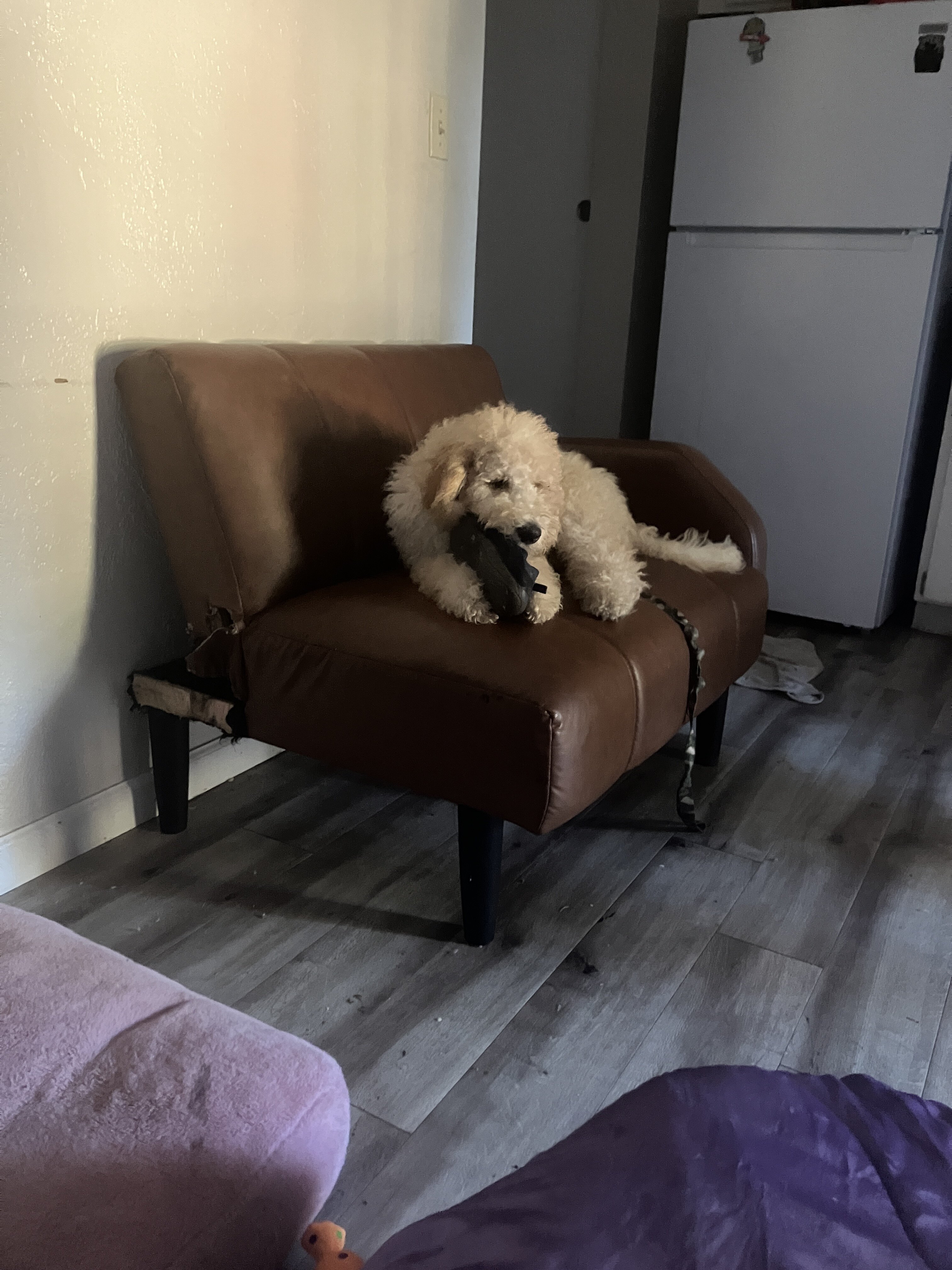 goldendoodle airdale moyen poodle mix image 1