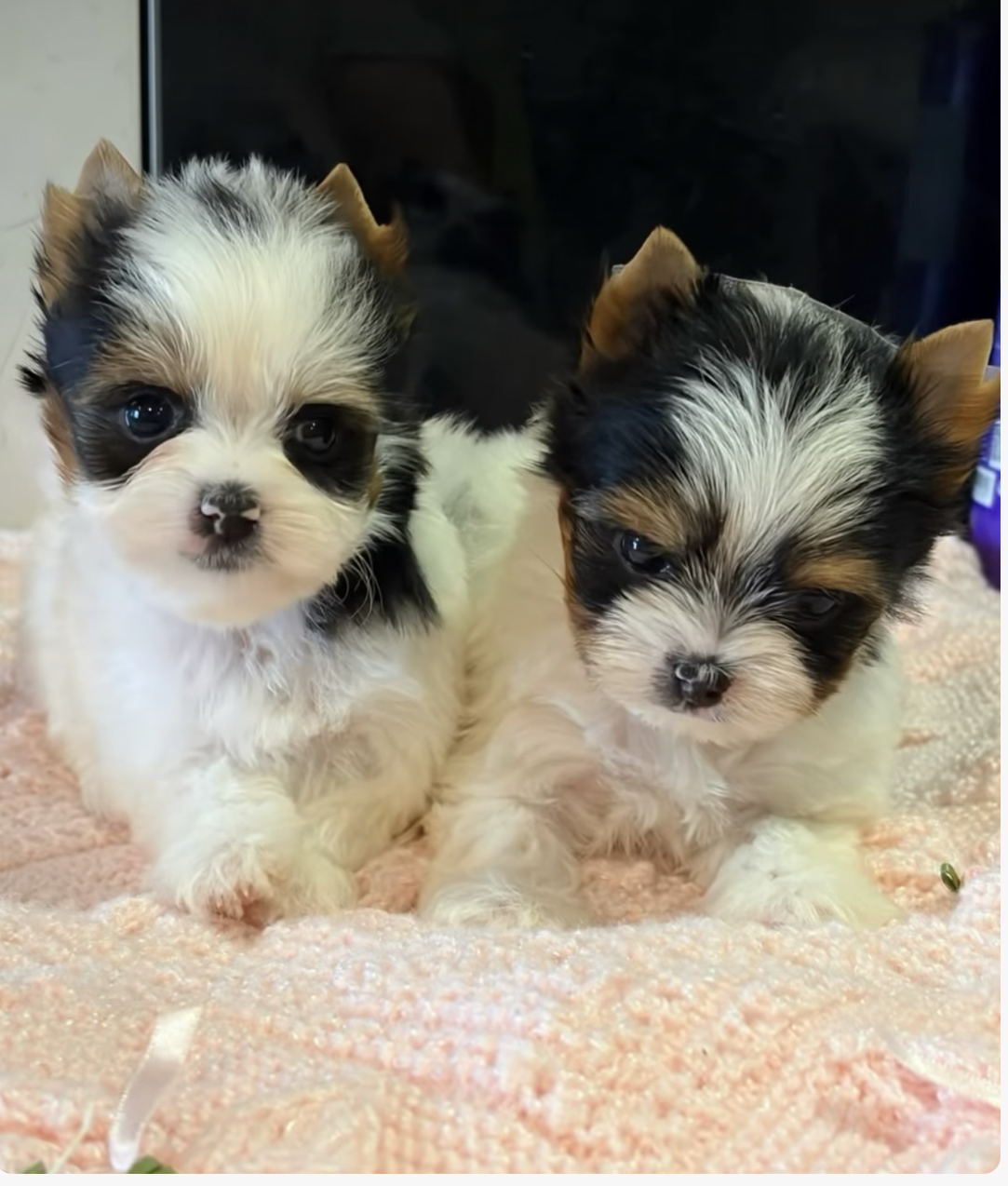 Biewer terrier puppies available image 1
