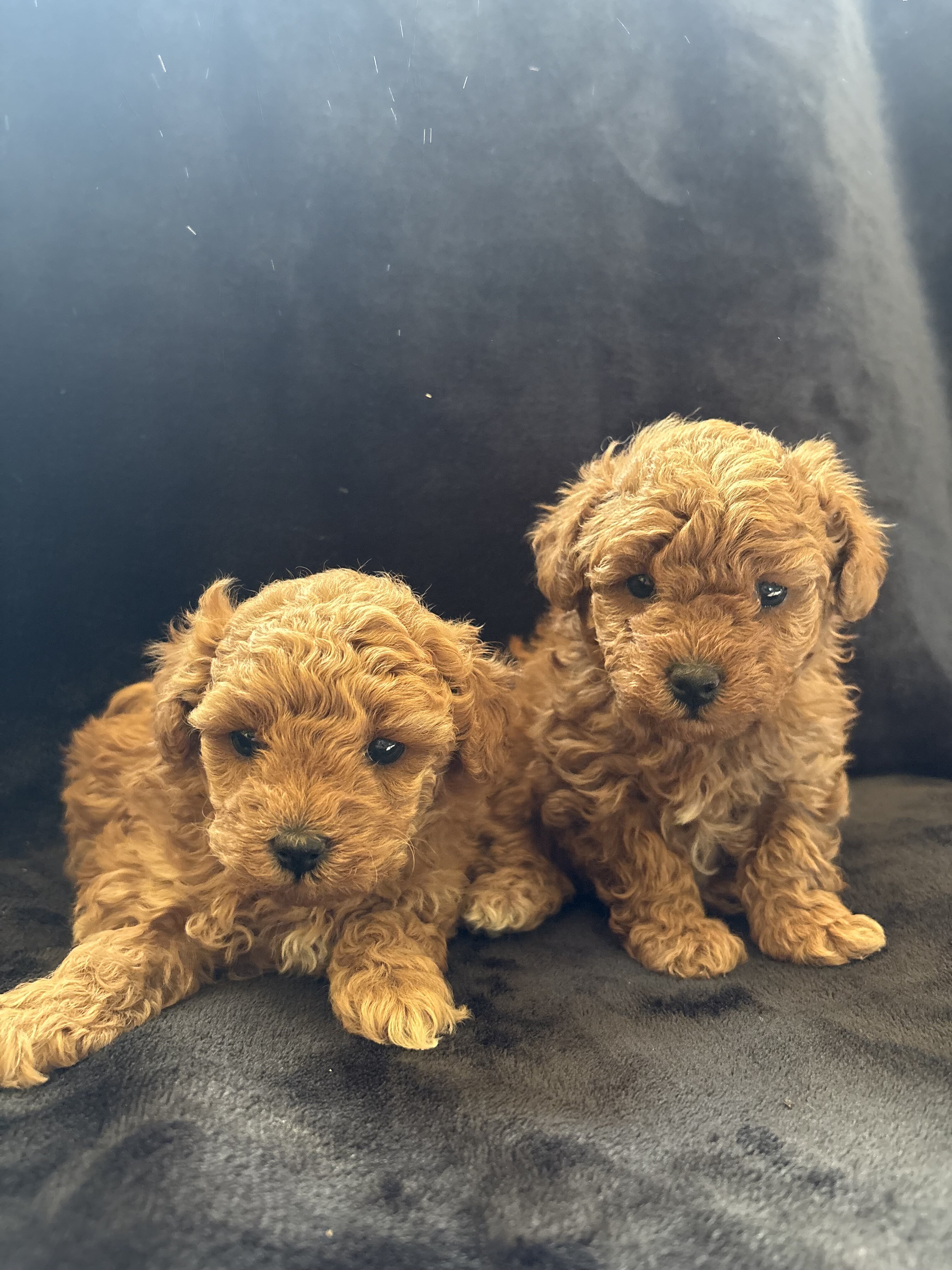 Toy poodle image 1