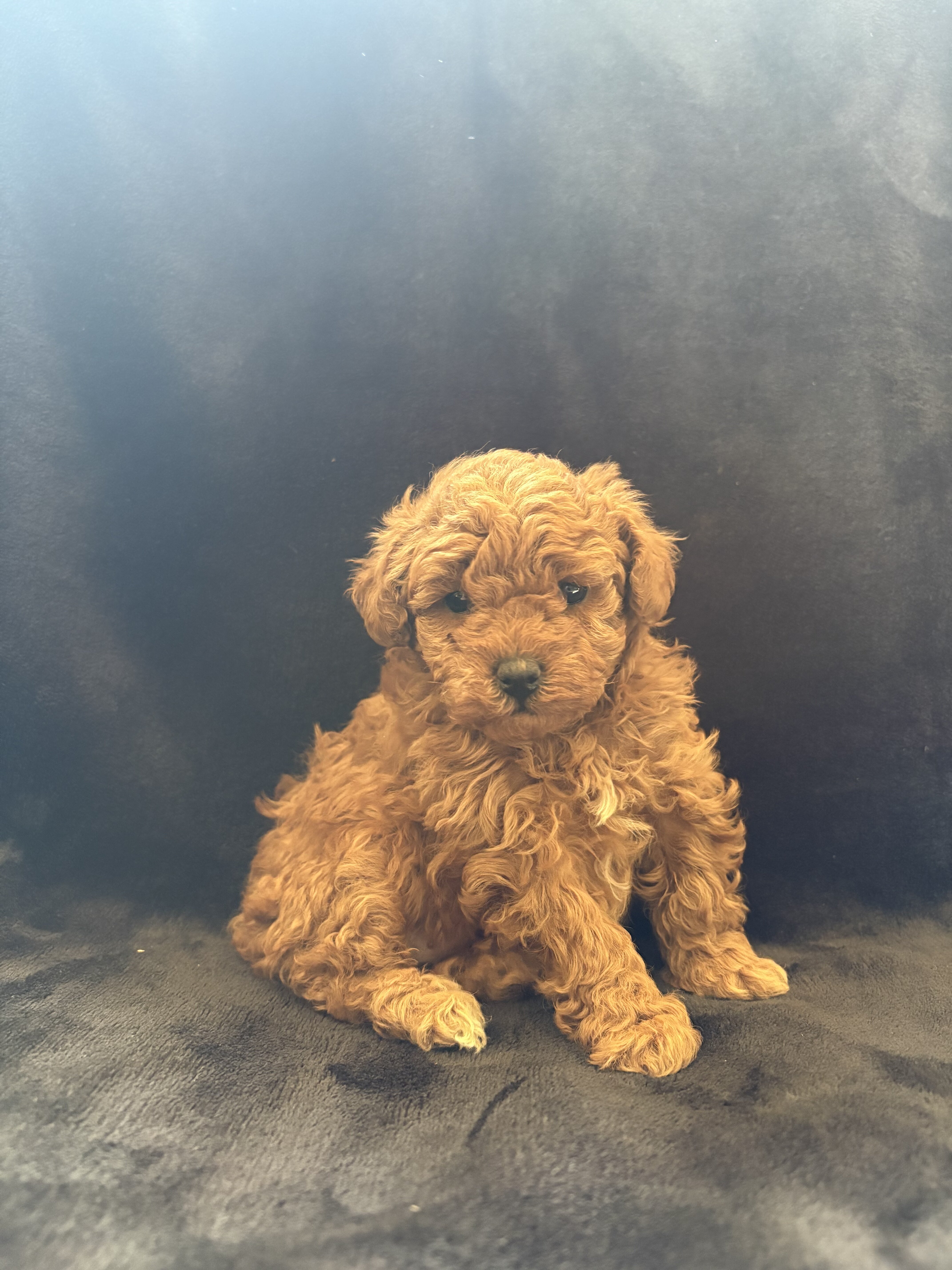 Toy poodle image 4