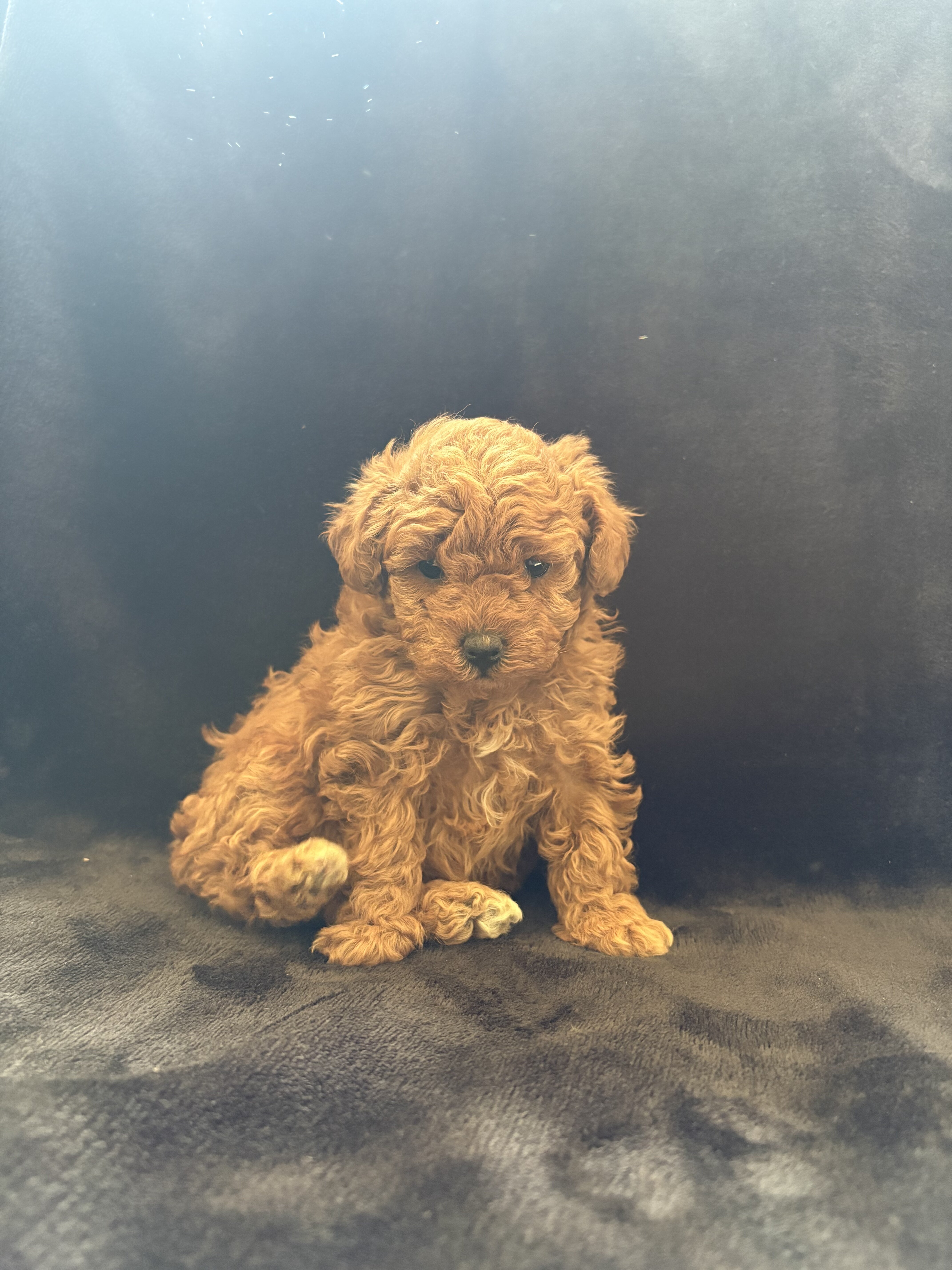 Toy poodle image 3