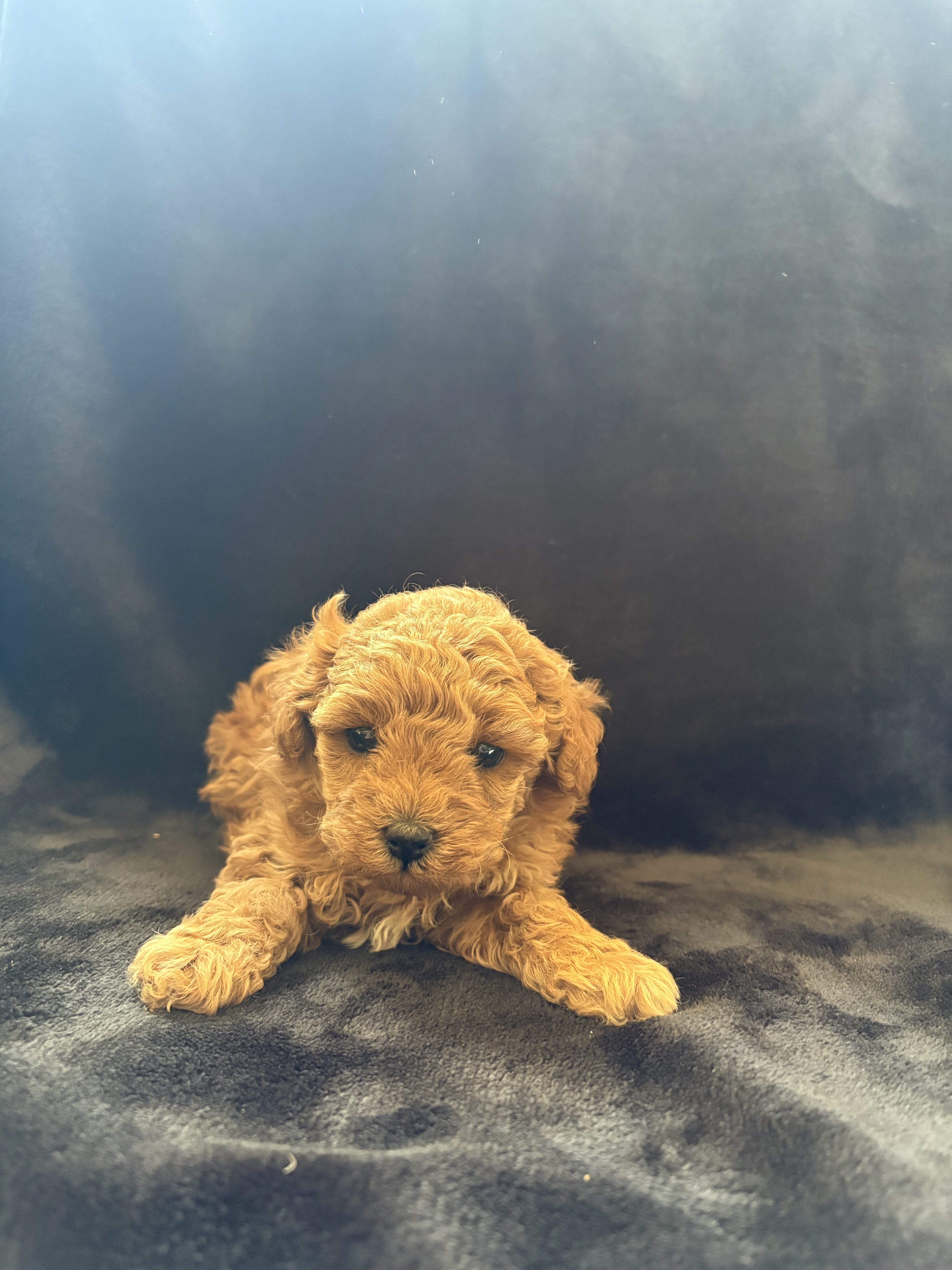 Toy poodle image 2
