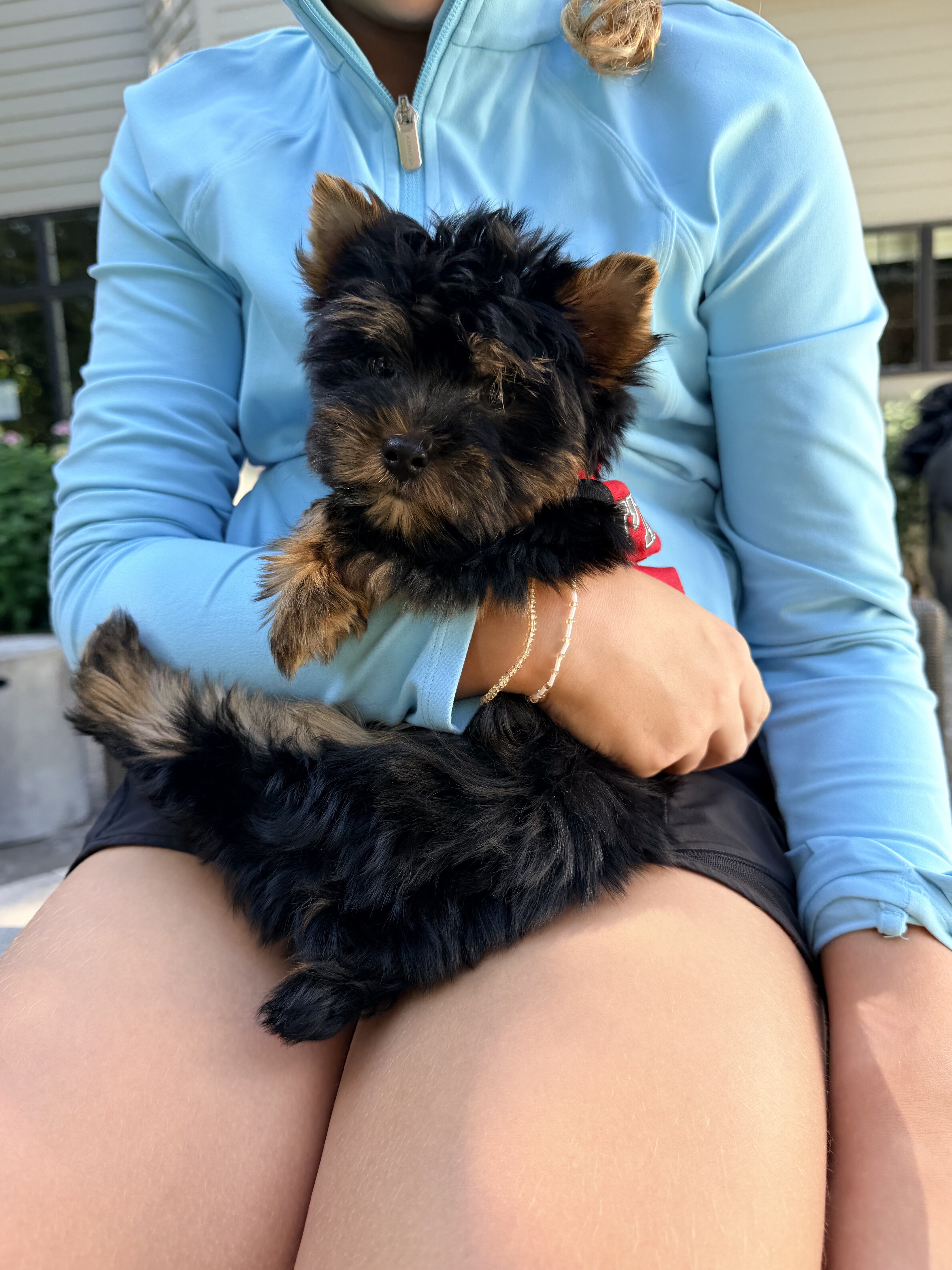 Yorkie puppies image 3
