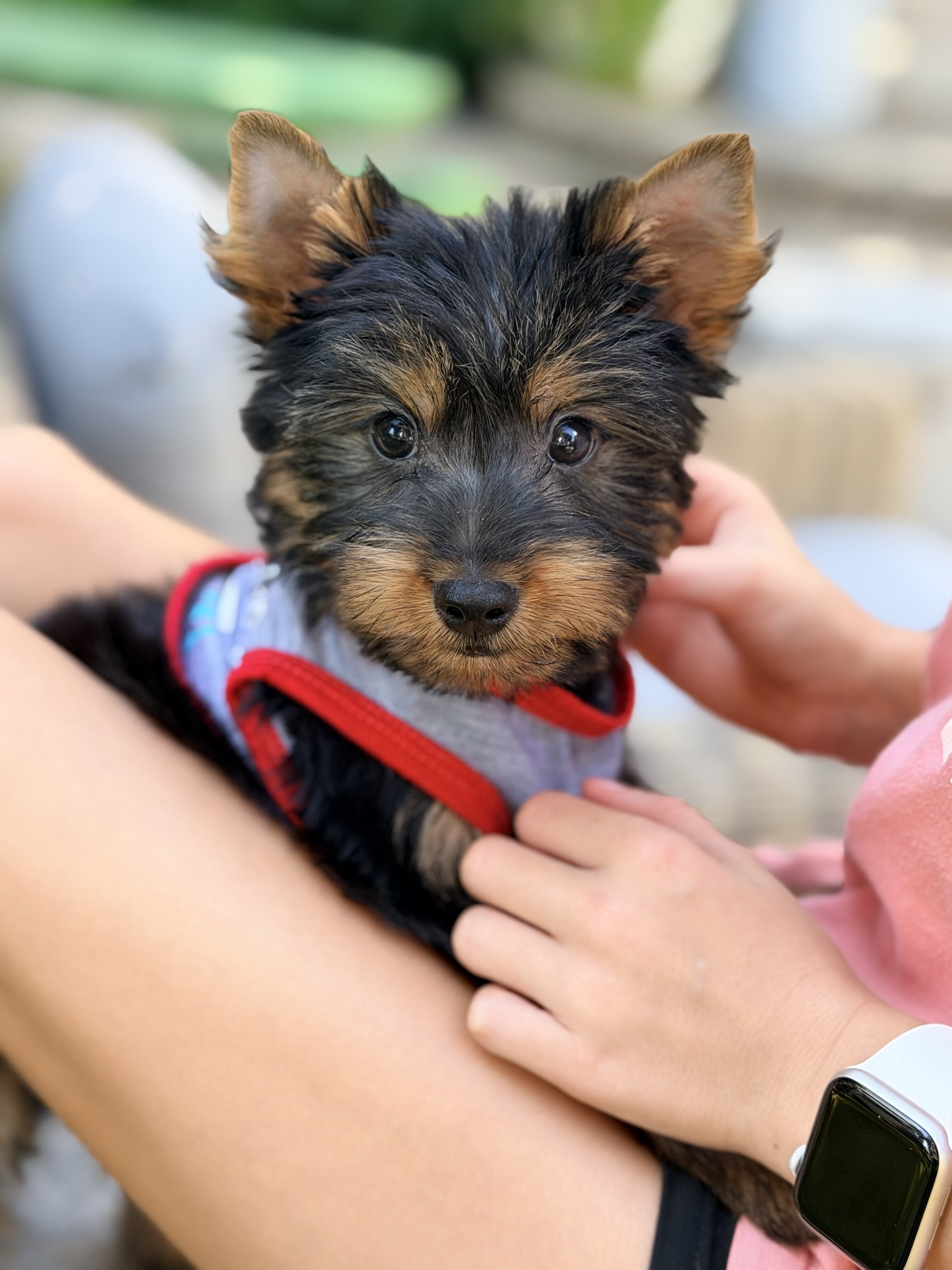 Yorkie puppies image 4