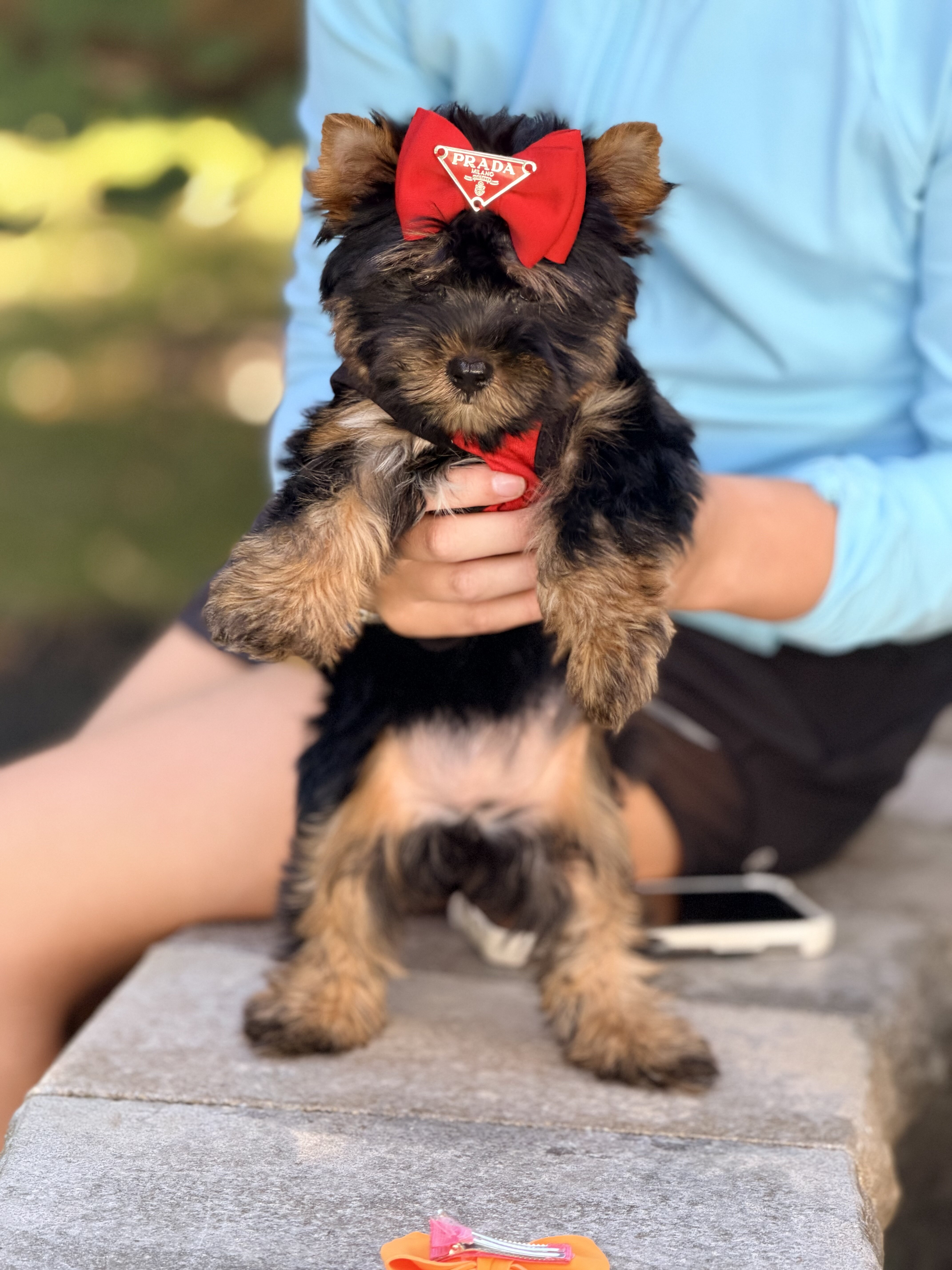 Yorkie puppies image 2