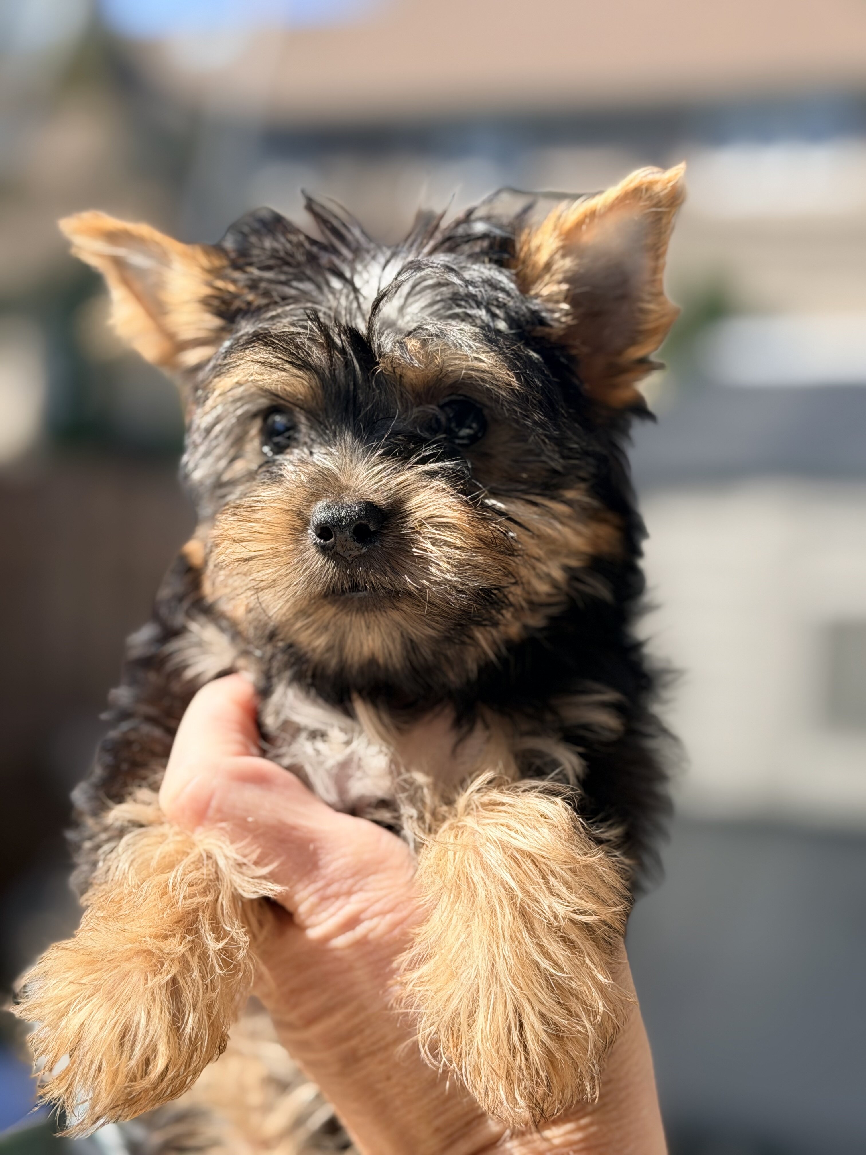 Yorkie puppies image 1