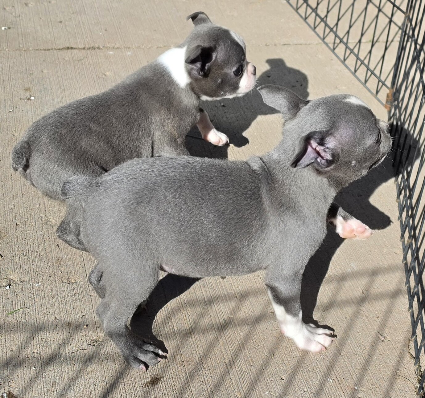 AKC BLUE BOSTON BOYS image 5