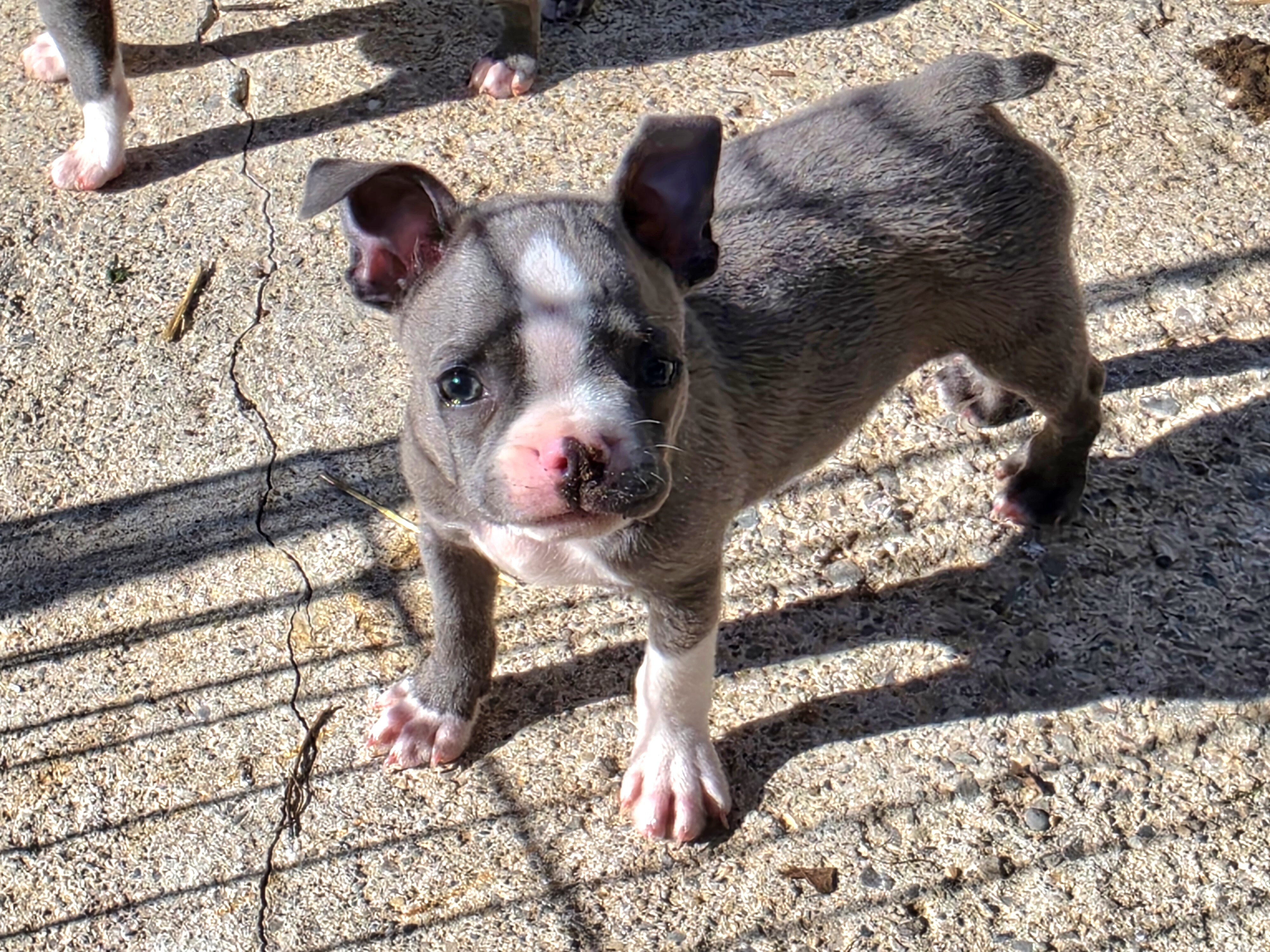 AKC BLUE BOSTON BOYS image 4