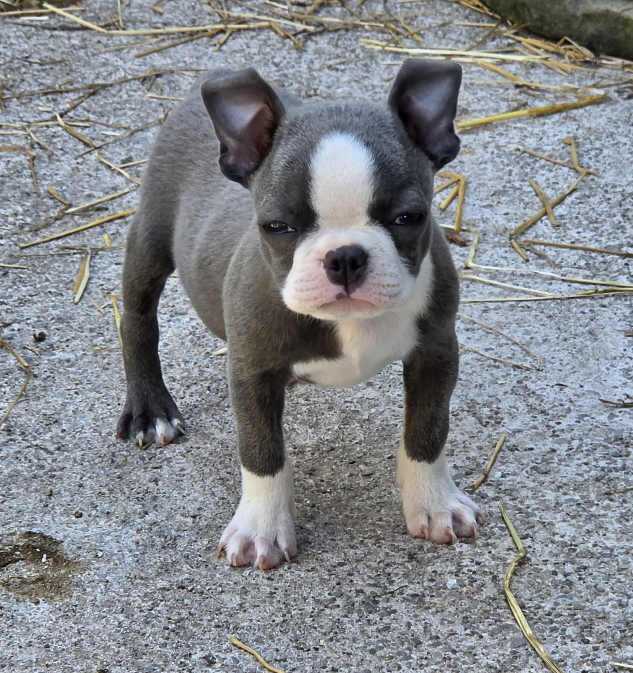 AKC BLUE BOSTON BOYS image 8