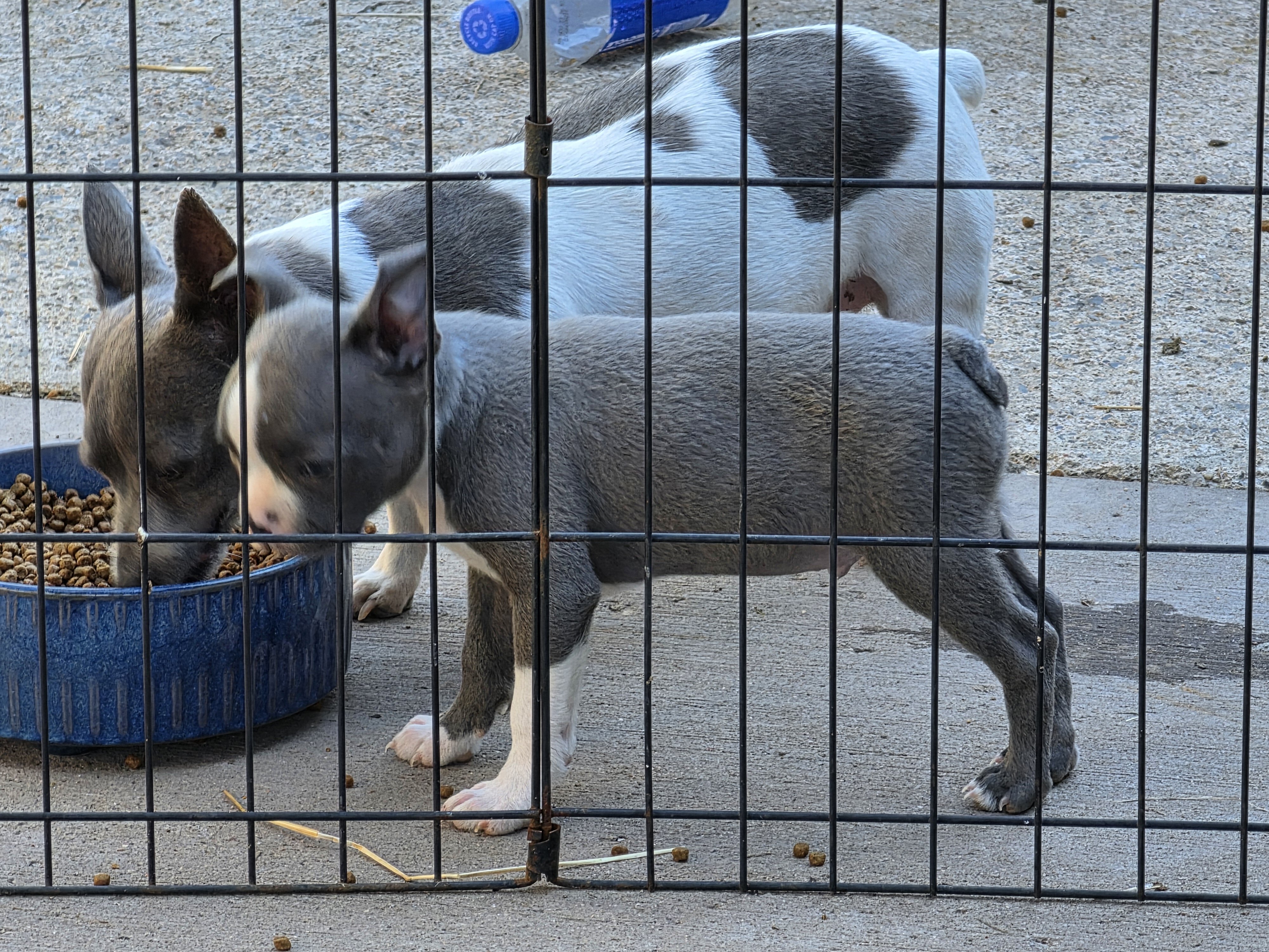 AKC BLUE BOSTON BOYS image 7