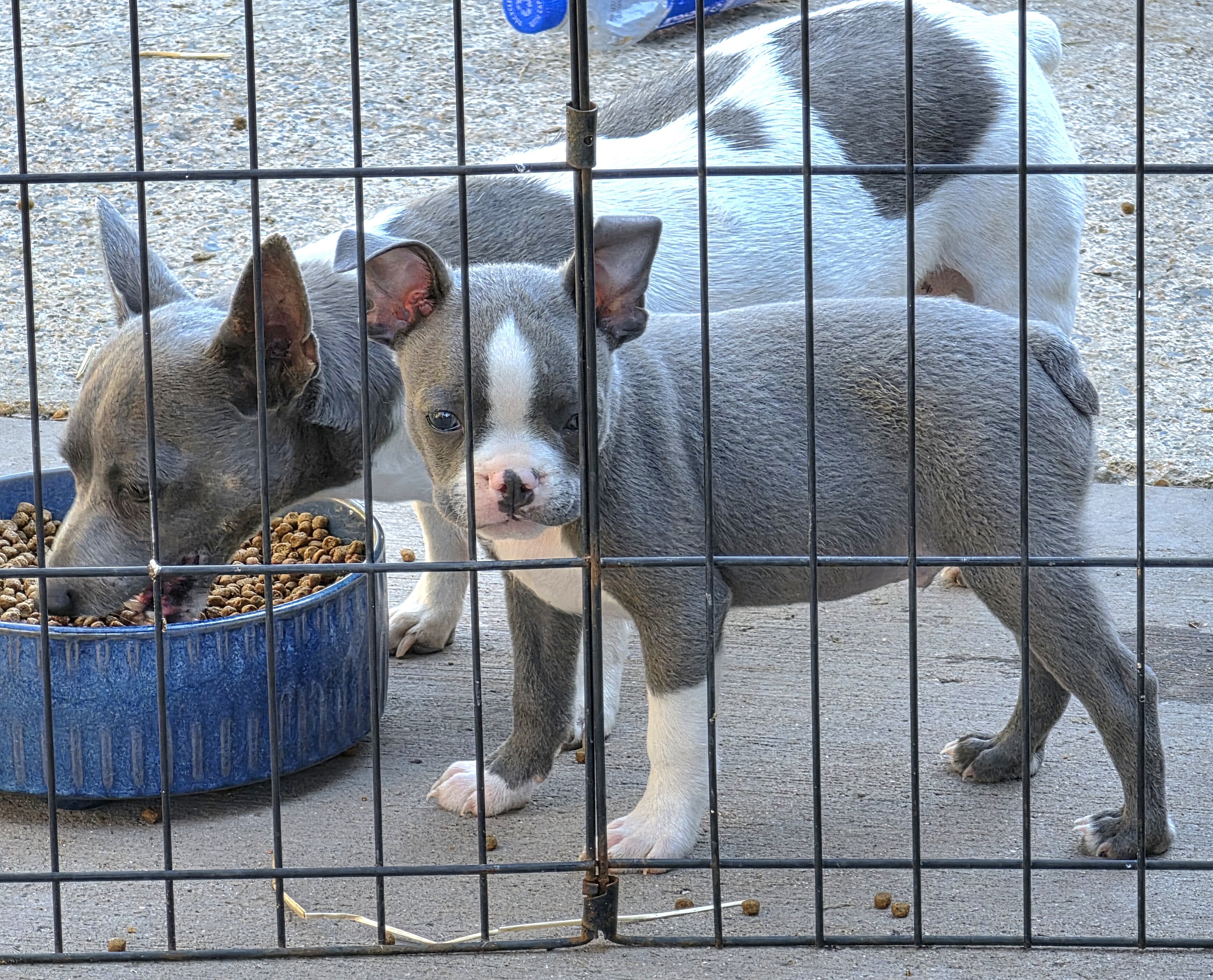 AKC BLUE BOSTON BOYS image 6