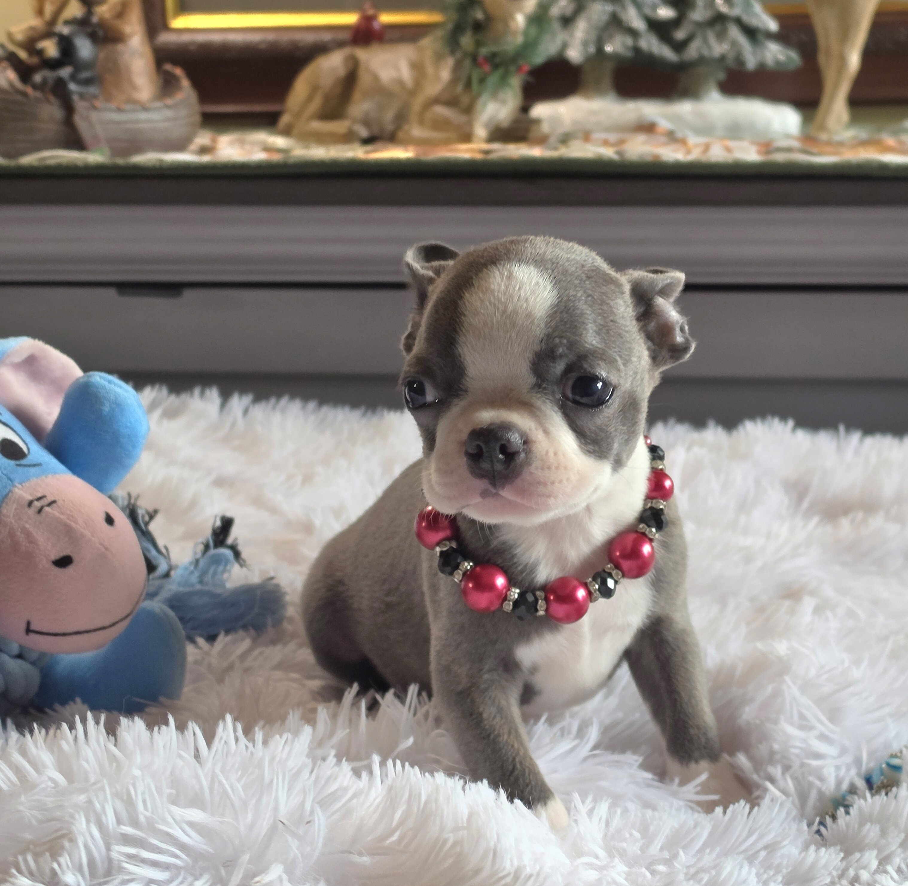 AKC BLUE BOSTON BOYS image 1
