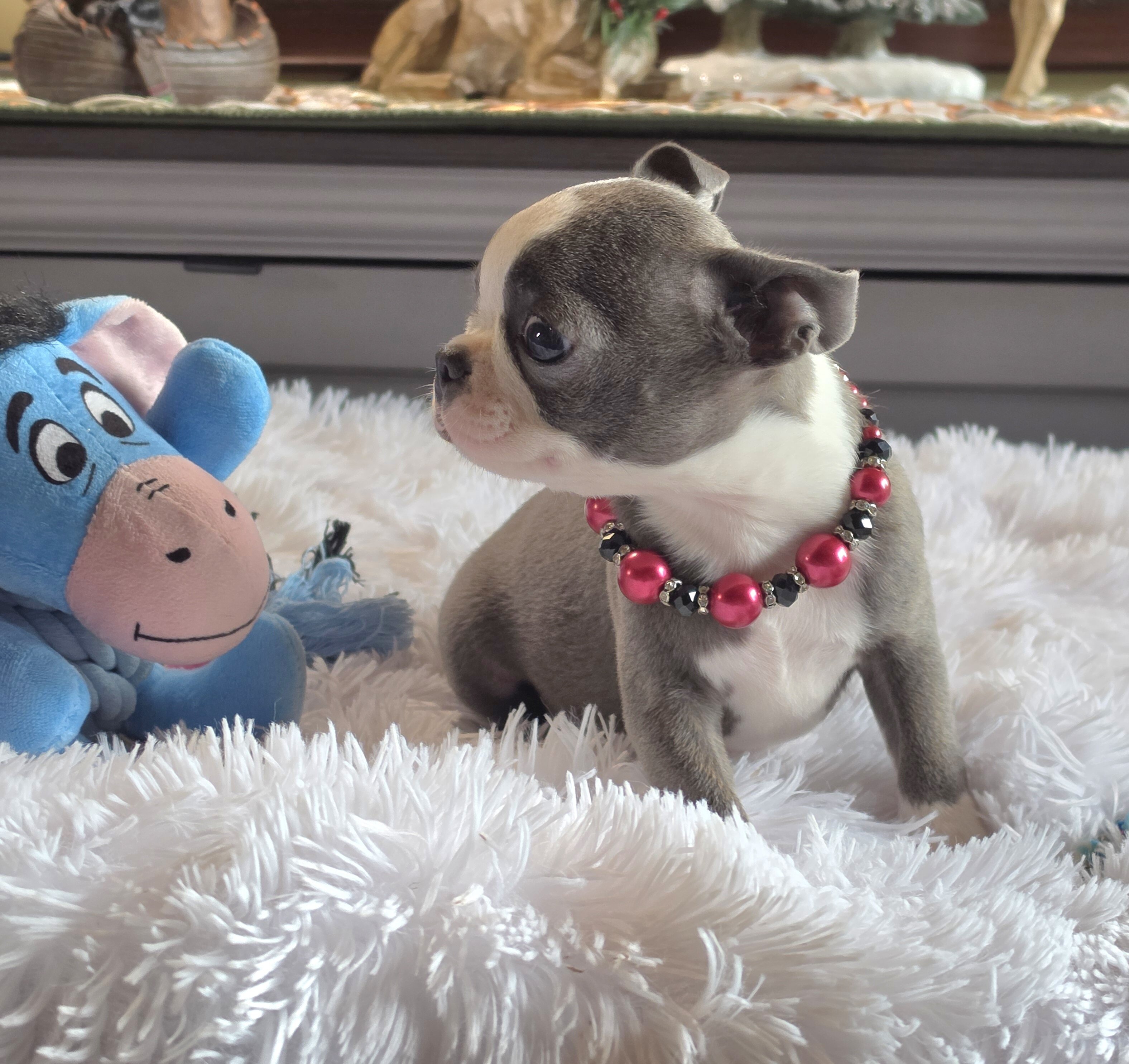 AKC BLUE BOSTON BOYS image 3