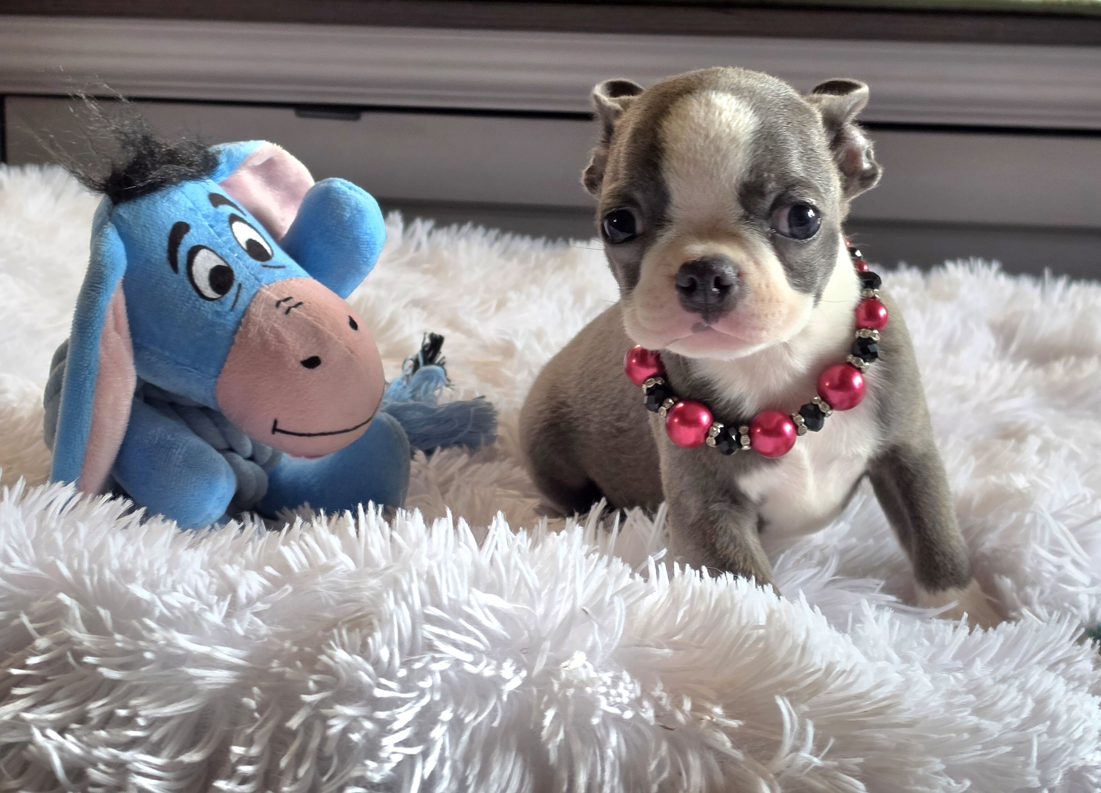 AKC BLUE BOSTON BOYS image 2