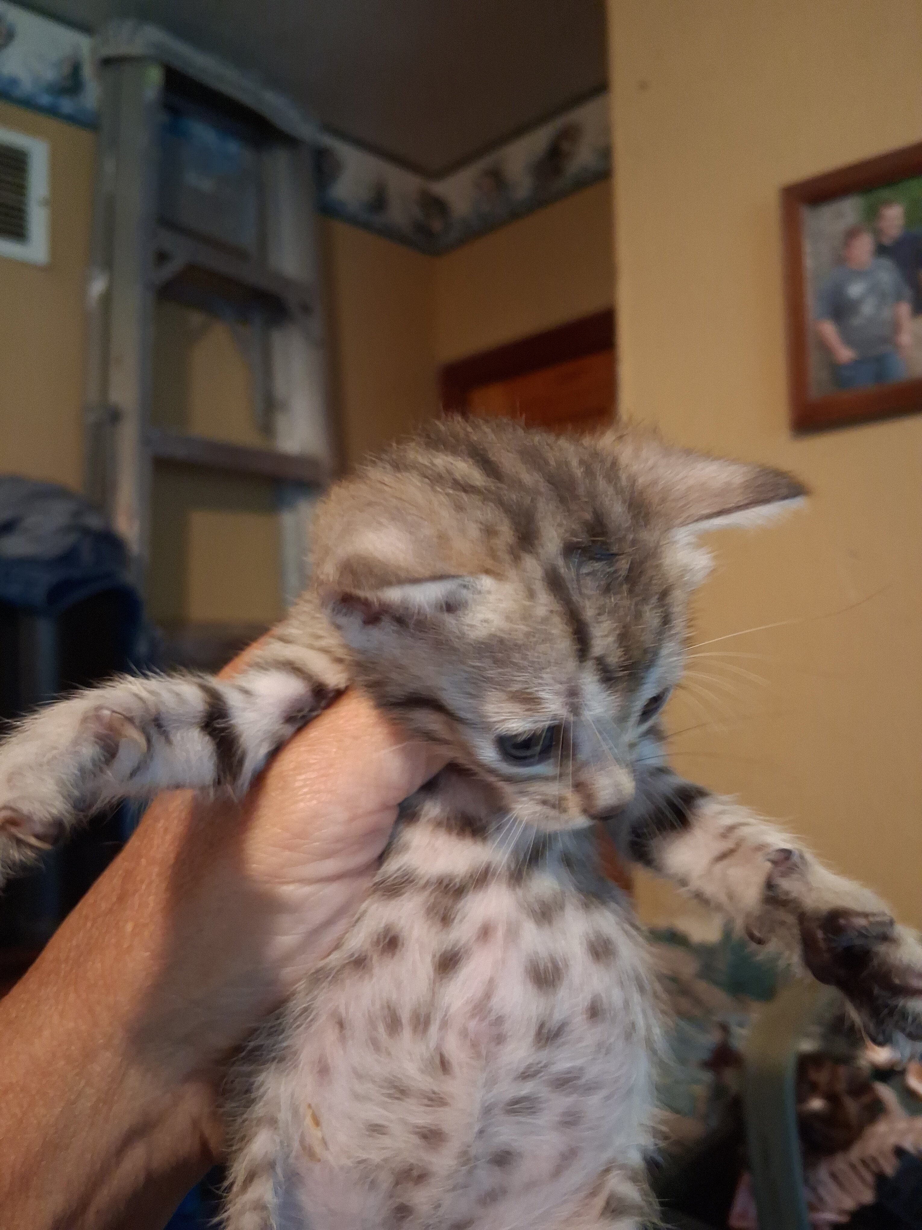 TICA Bengal kittens image 5