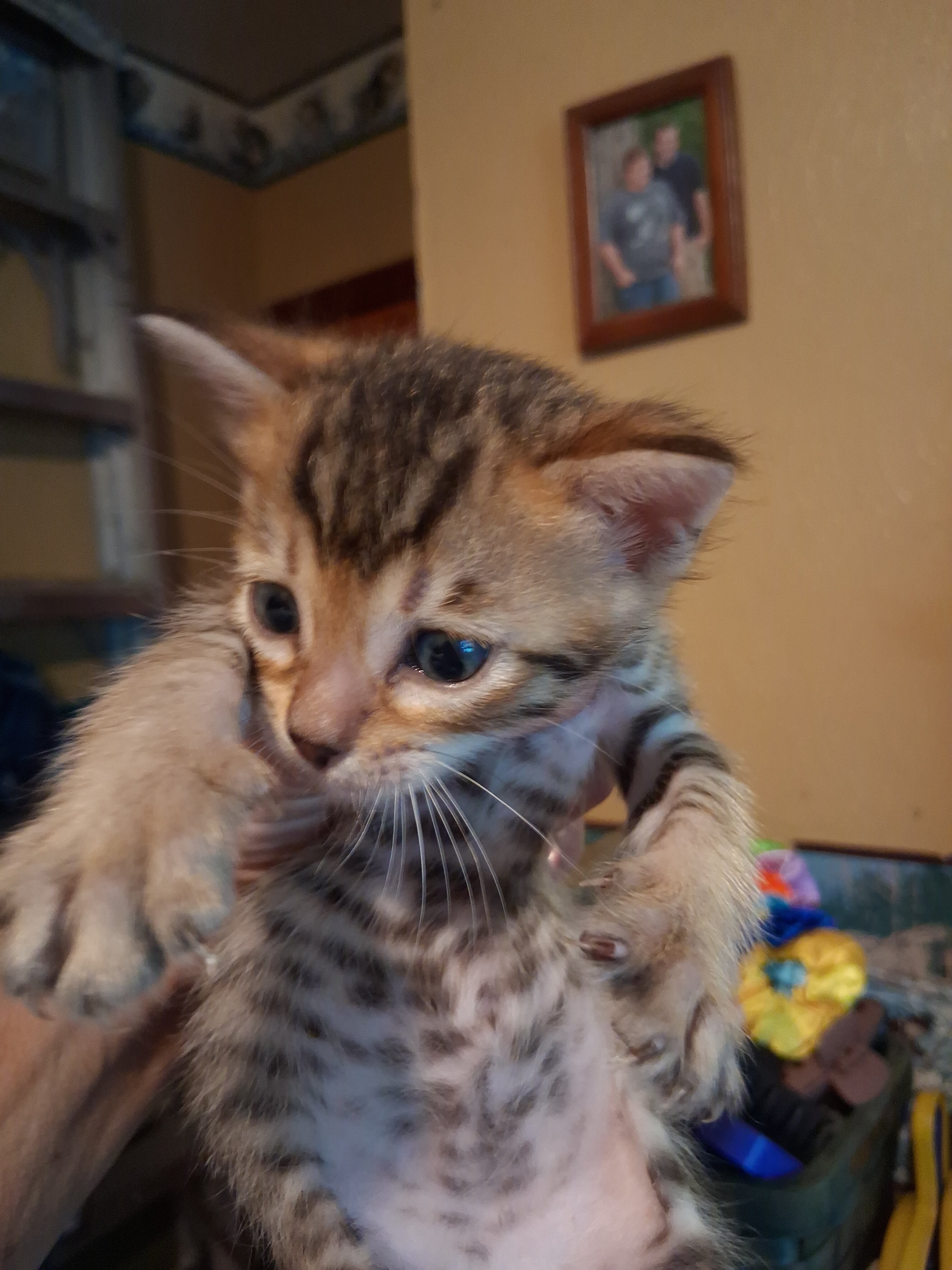 TICA Bengal kittens image 4