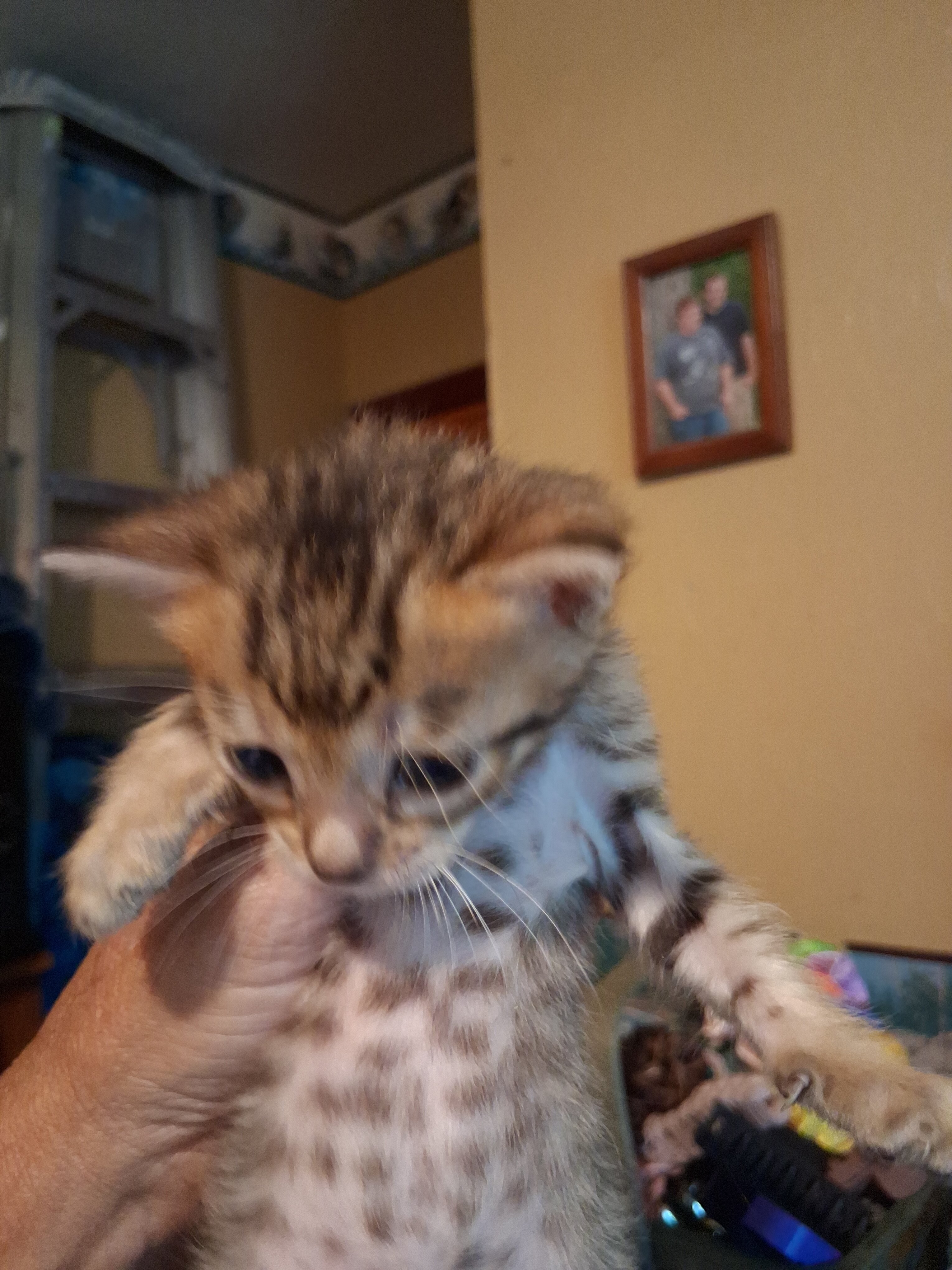 TICA Bengal kittens image 3