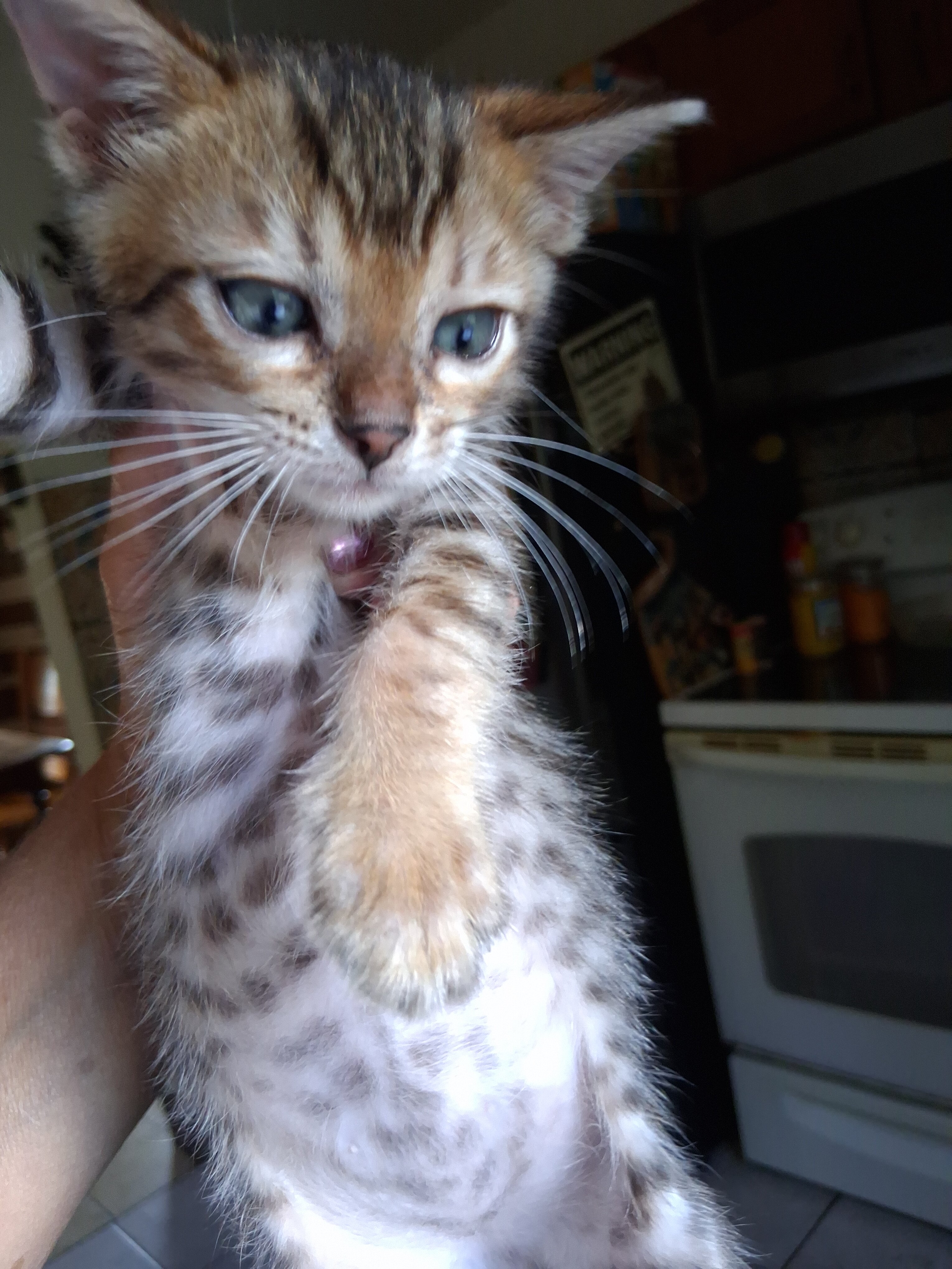 TICA Bengal kittens image 2