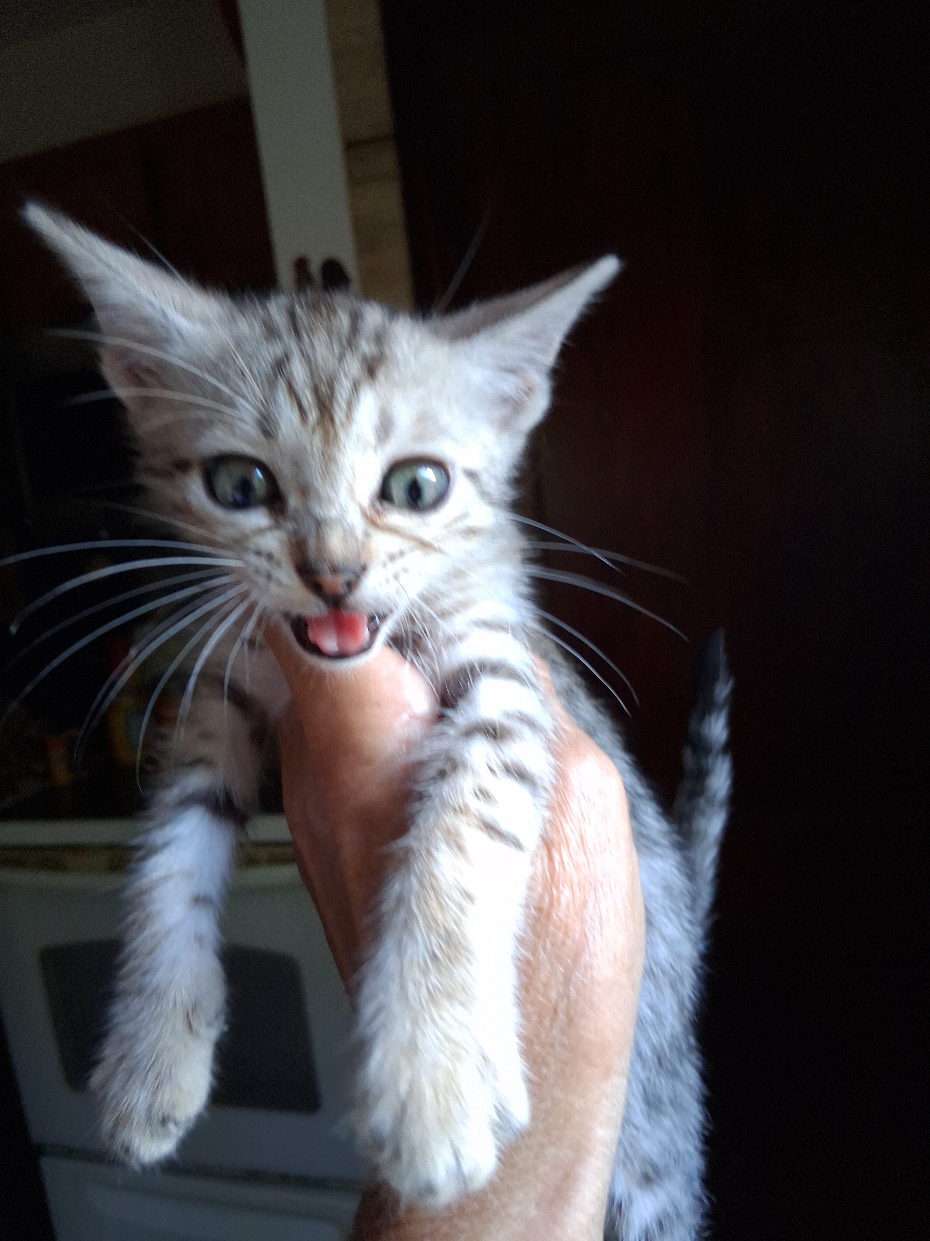 TICA Bengal kittens image 1