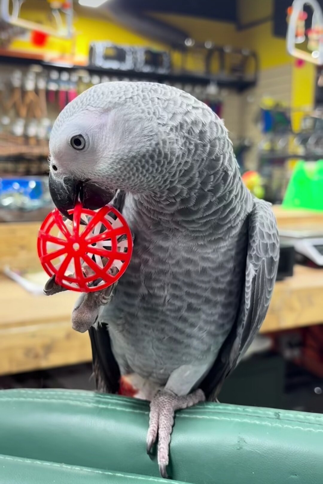 African grey parrots image 1