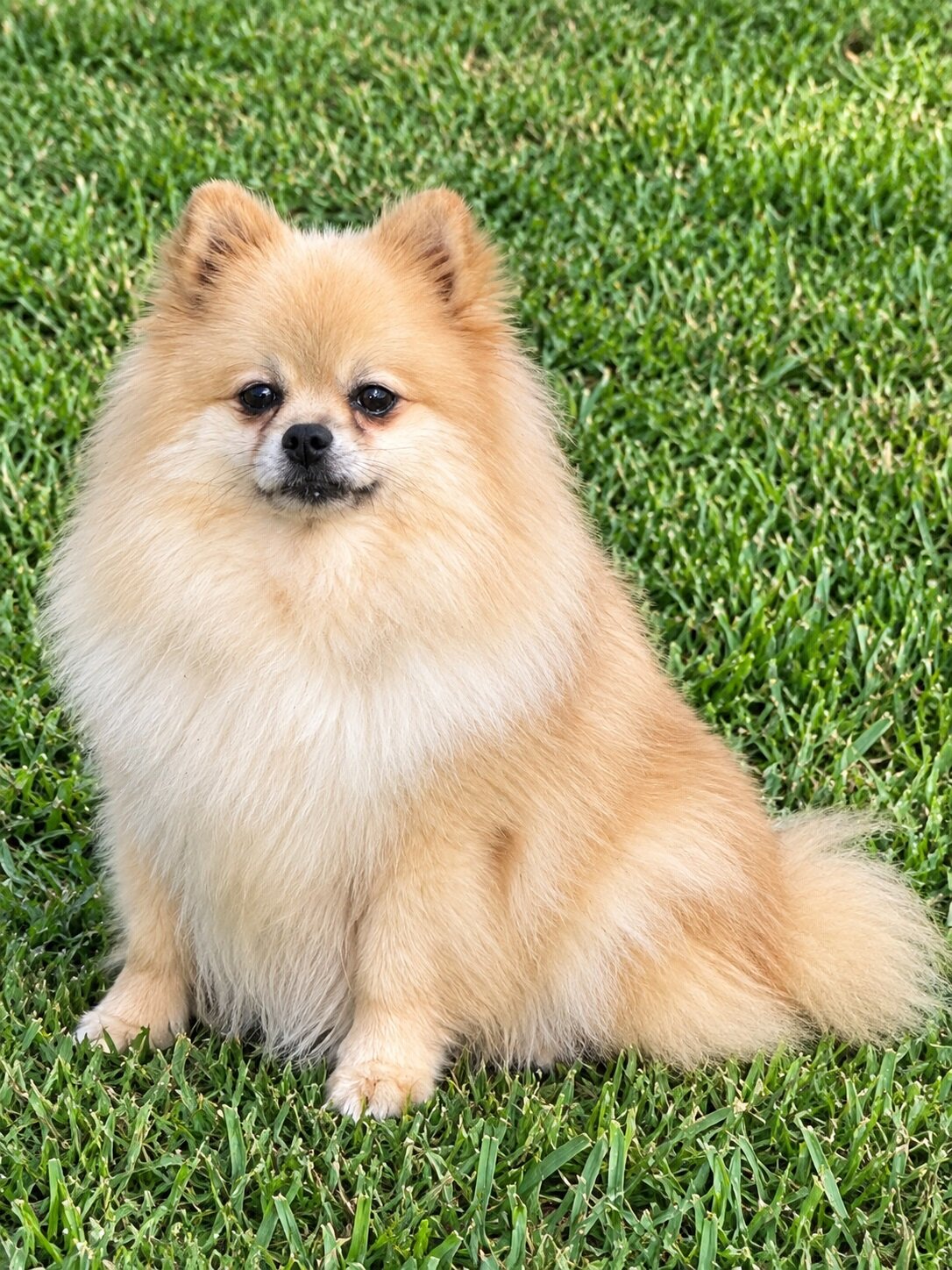 DOLLY - CKC Pomeranian image 1