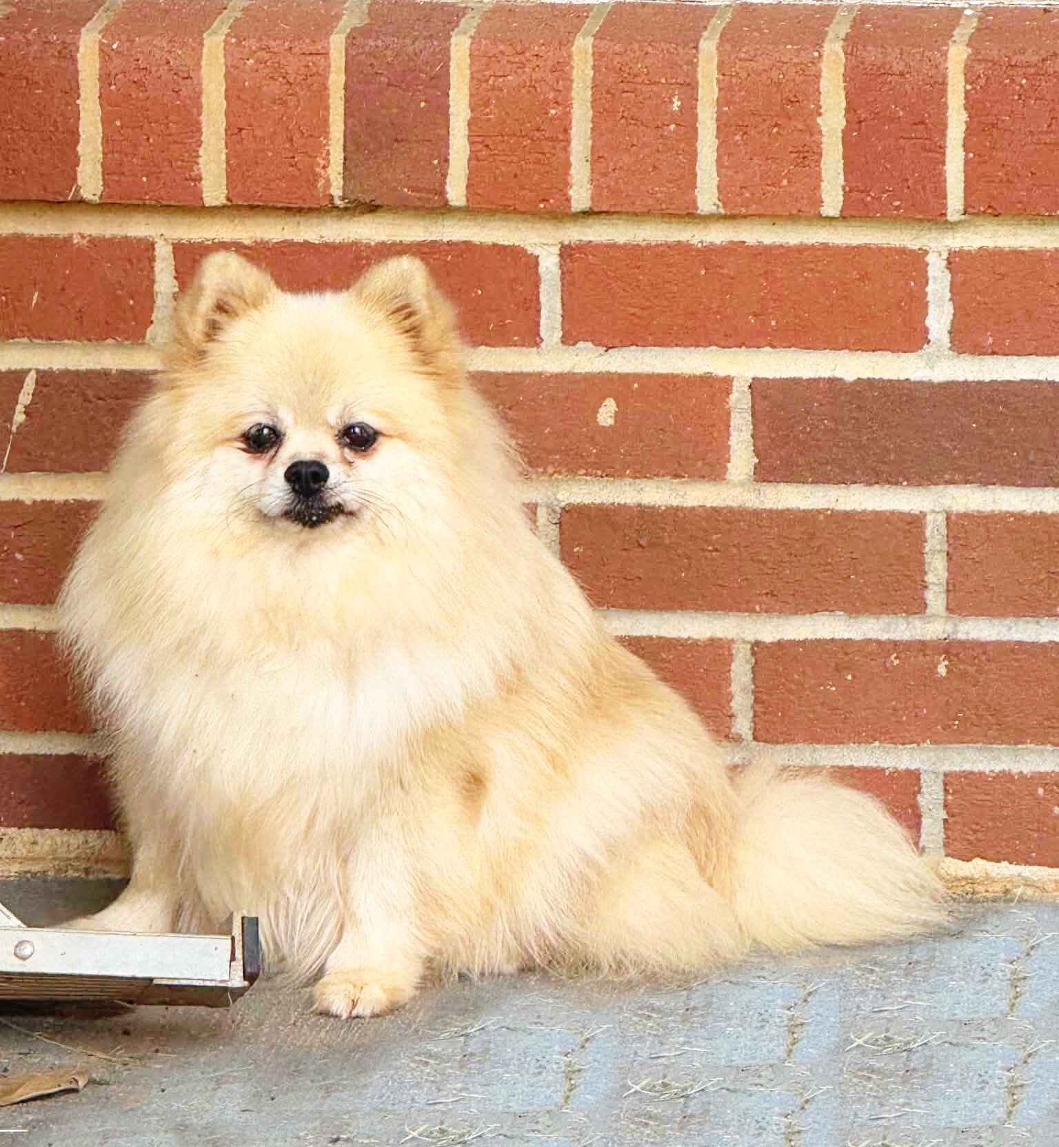 DOLLY - CKC Pomeranian image 2