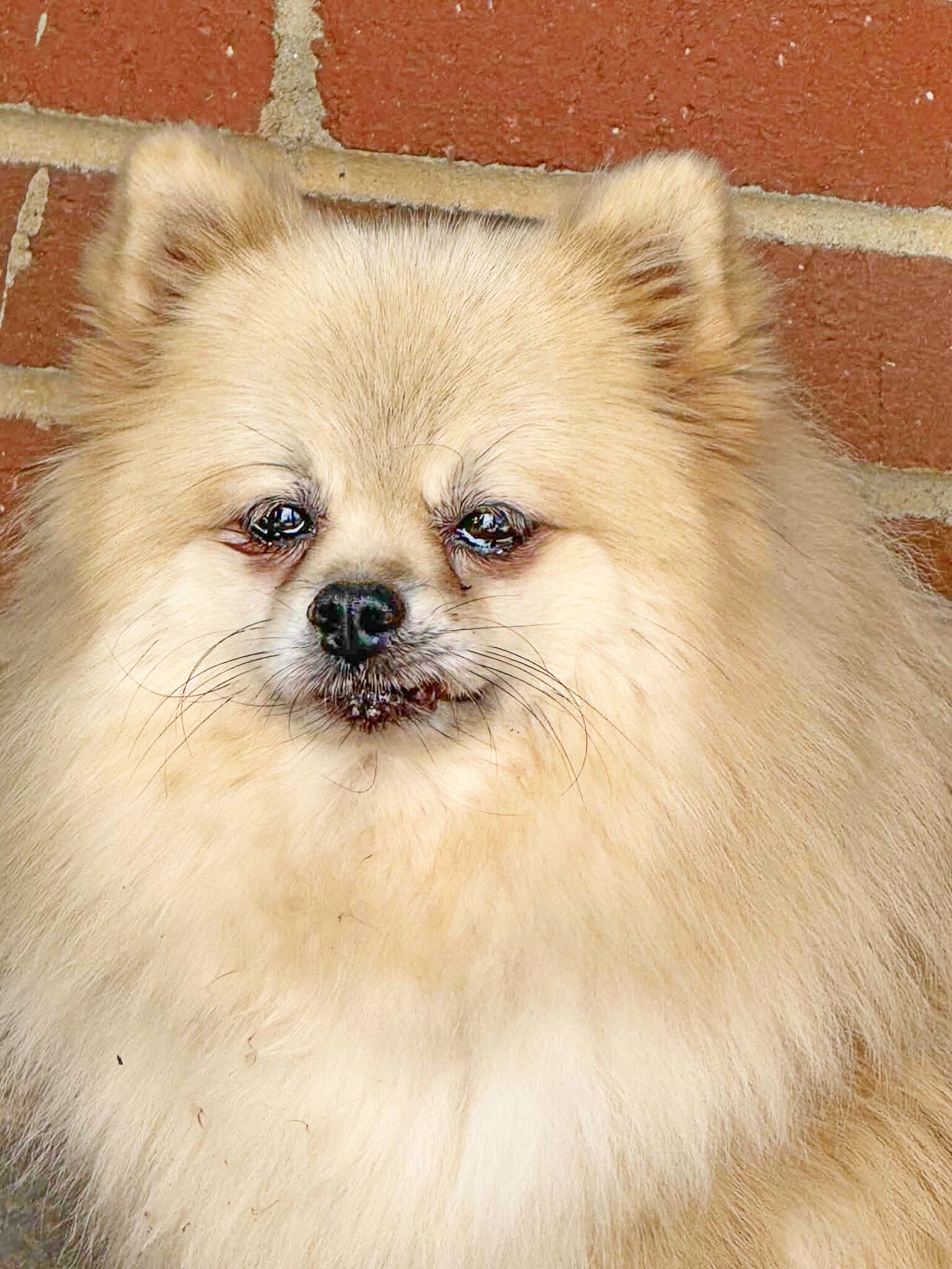 DOLLY - CKC Pomeranian image 3
