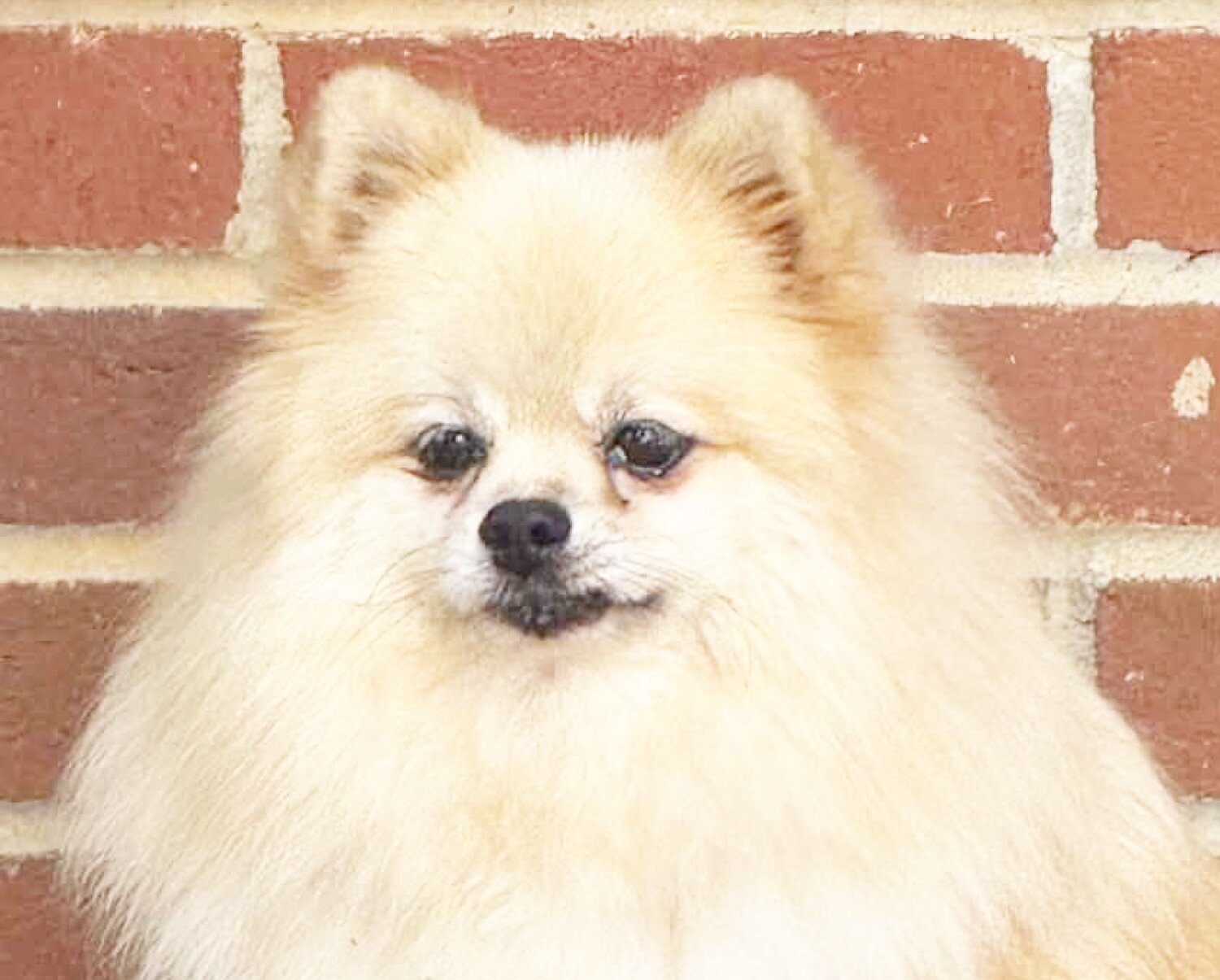 DOLLY - CKC Pomeranian image 4