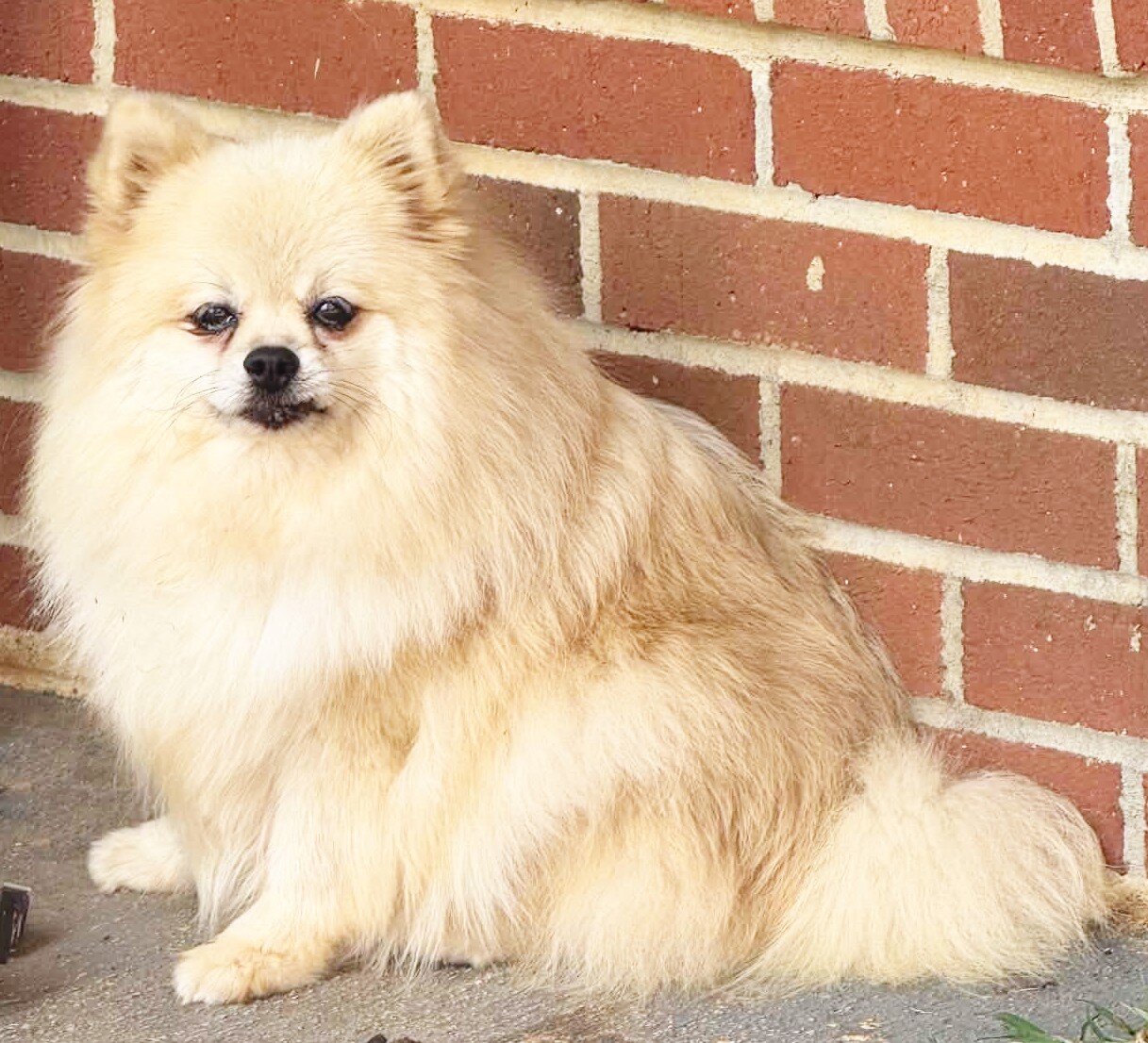 DOLLY - CKC Pomeranian image 5