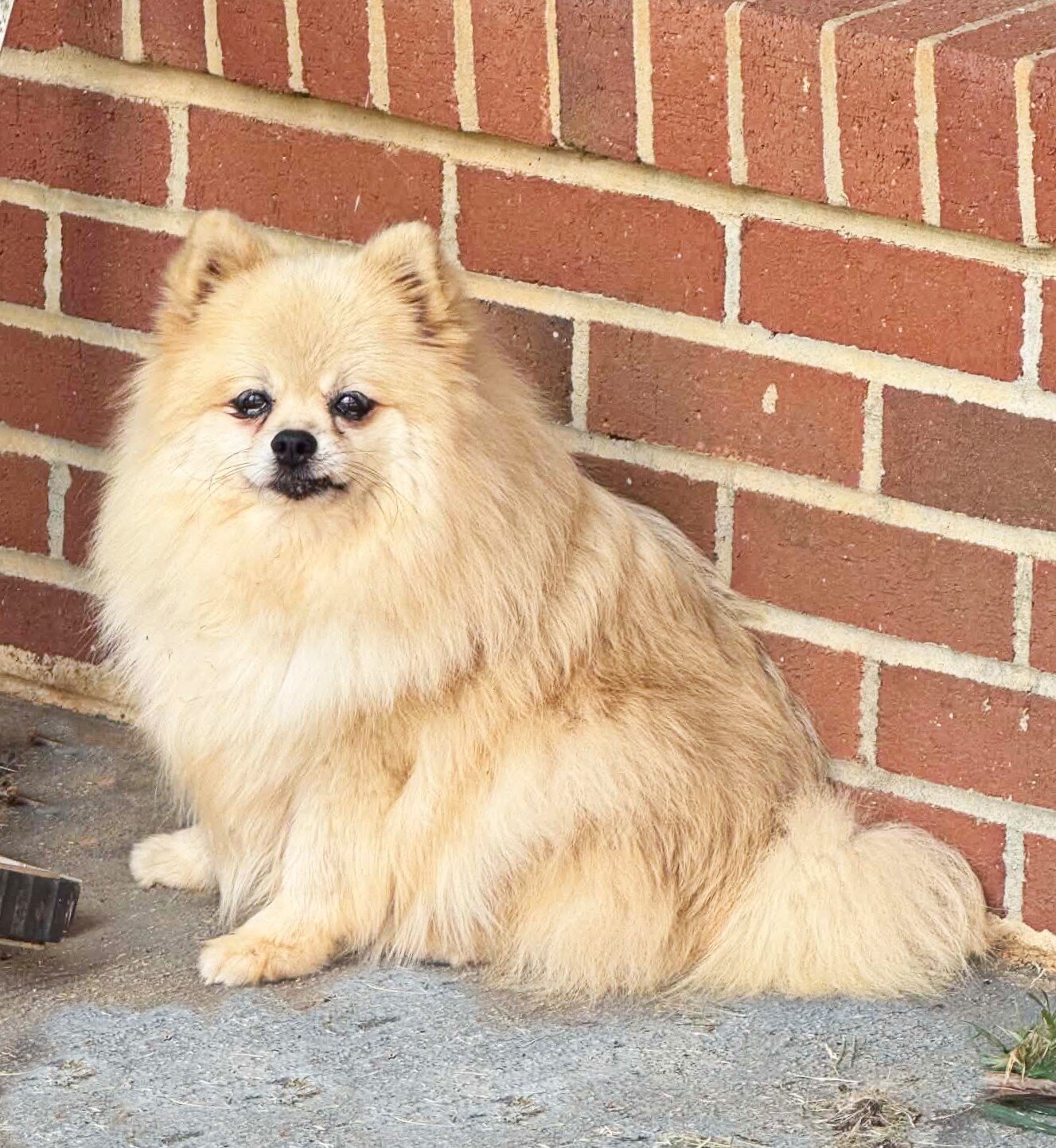 DOLLY - CKC Pomeranian image 6