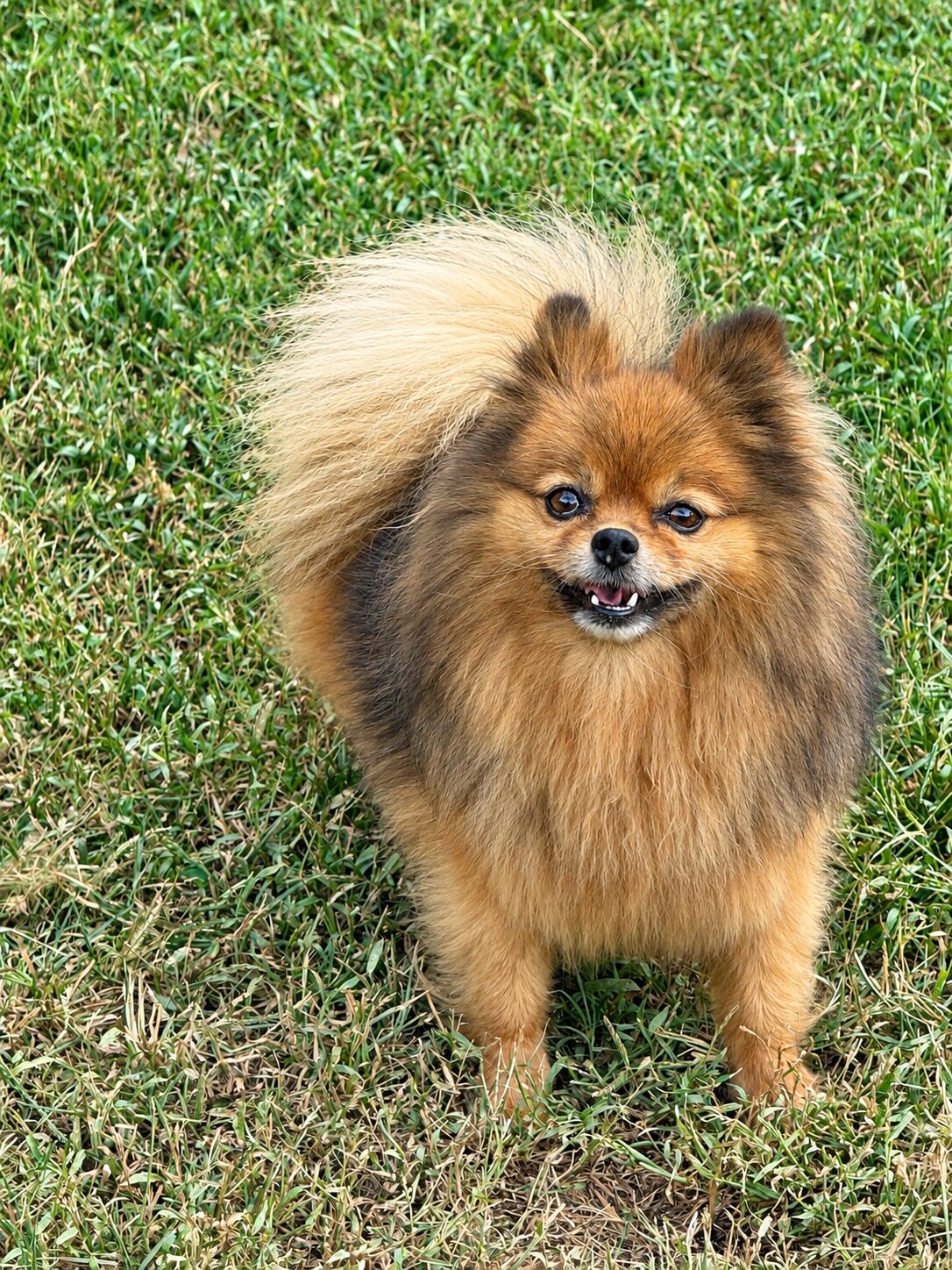 POPPY - CKC Pomeranian image 1