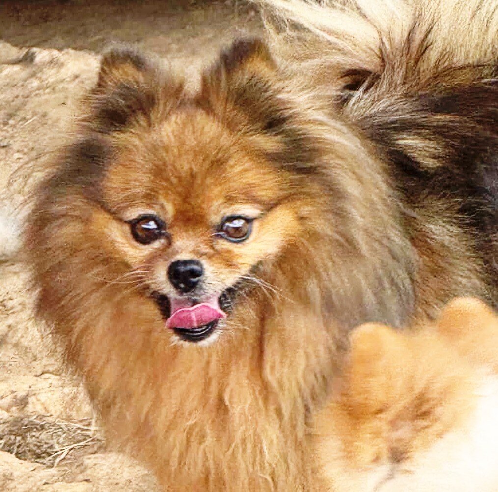 POPPY - CKC Pomeranian image 2