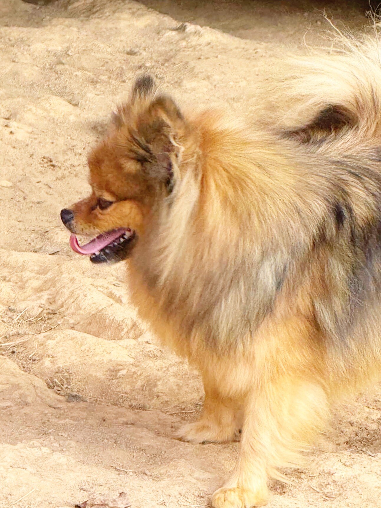 POPPY - CKC Pomeranian image 3