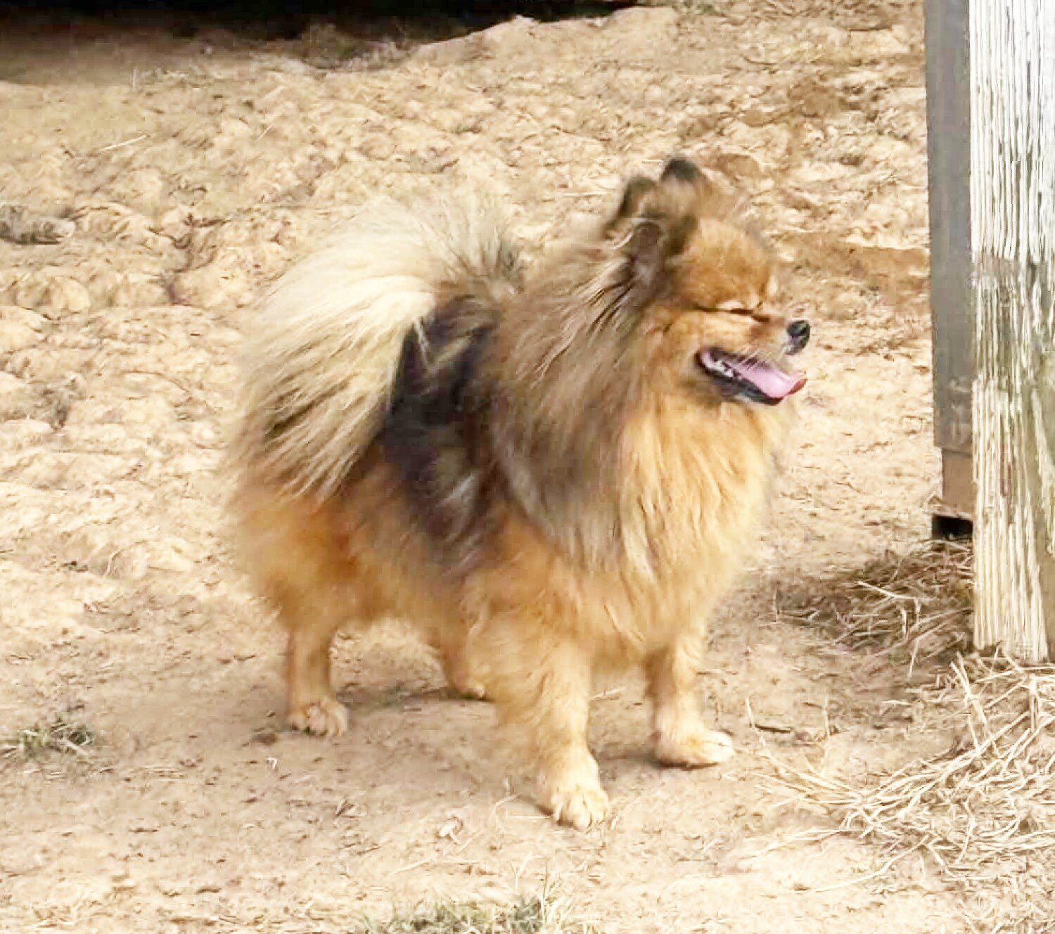 POPPY - CKC Pomeranian image 4
